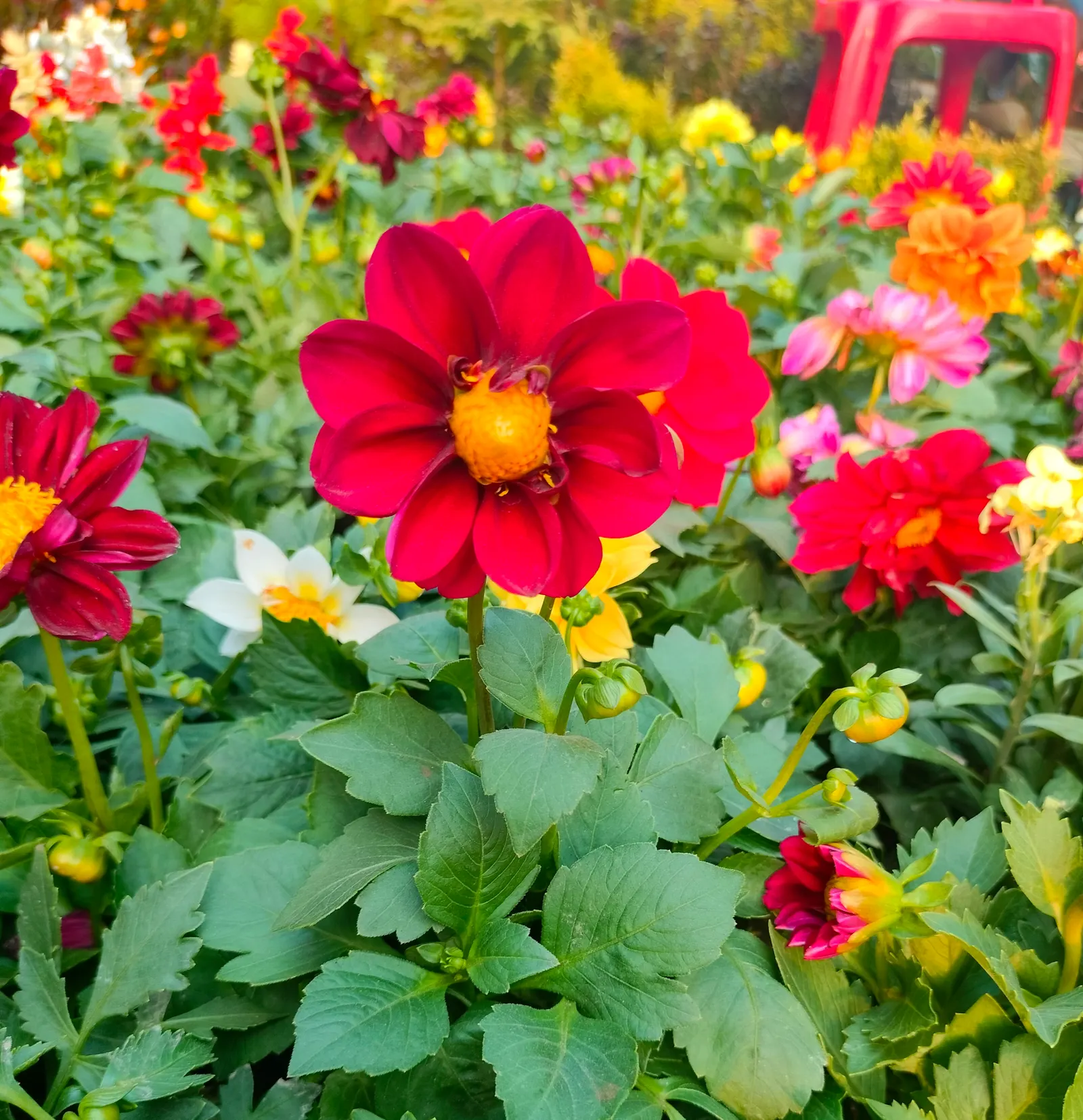 Dahlia (Dahlia 'Kelvin Floodlight') — Dahlia 'Kelvin Floodlight' is renowned for its enormous; ideal for borders or as a stunning focal point, image 111