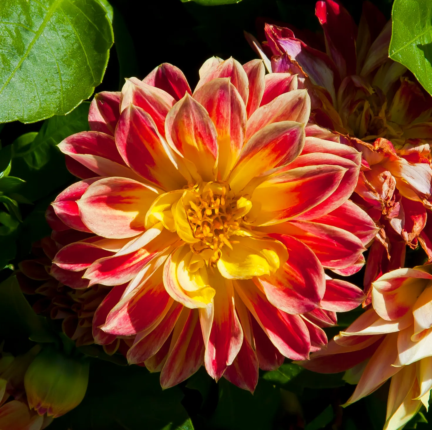 Dahlia (Dahlia 'Kelvin Floodlight') — This cultivar is generally hardy in USDA Hardiness Zones 8-11; necessitating ample space within landscape, image 106