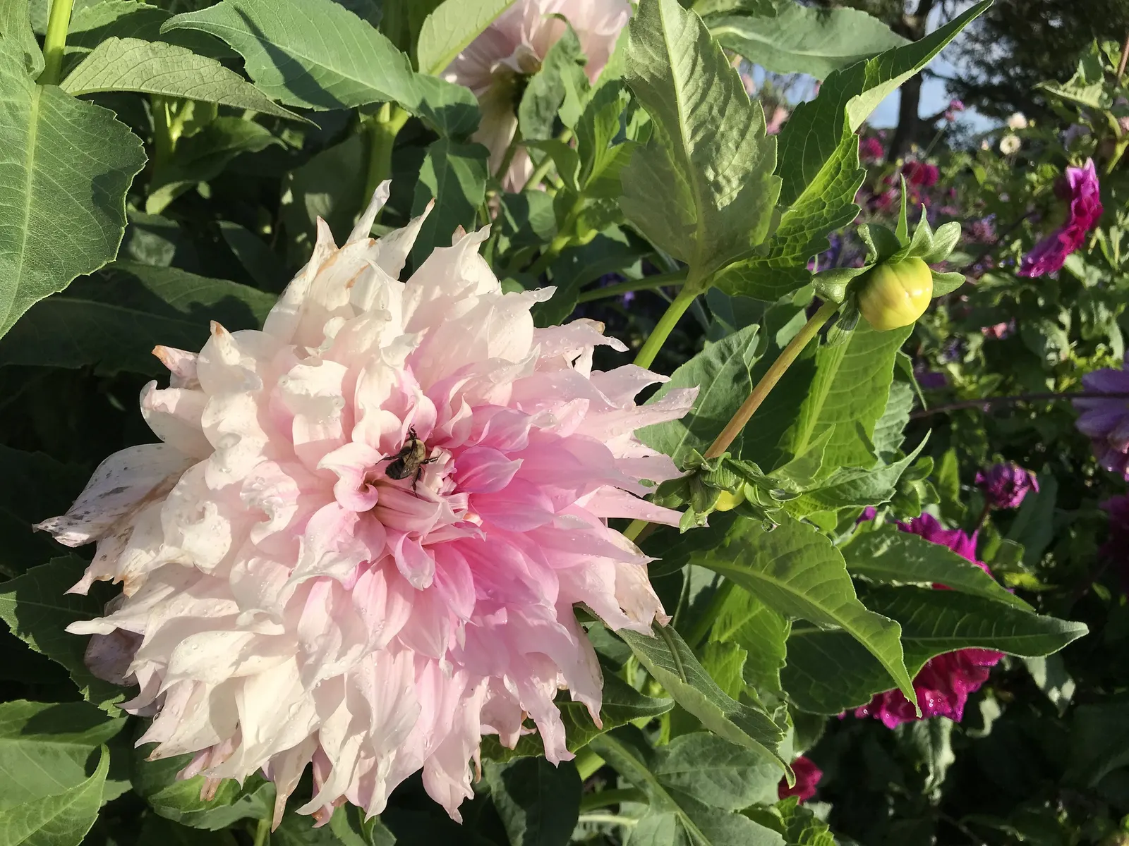 Dahlia (Dahlia 'Kelvin Floodlight') — yellow flowers in the garden; it stands tall at about 36-48 inches with a spread of up to 24 inches, image 86