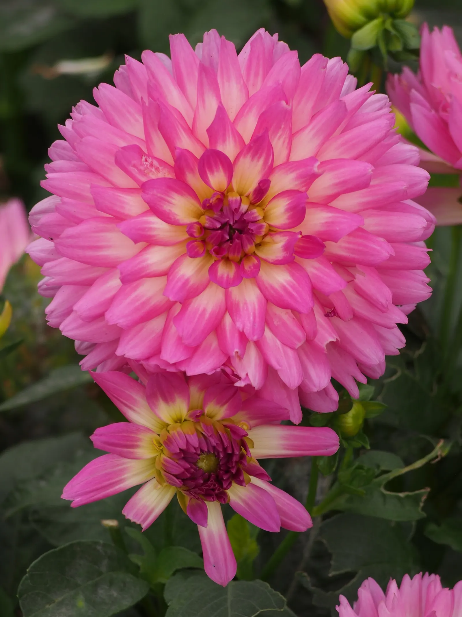 Dahlia (Dahlia 'Kelvin Floodlight') — providing a showstopping visual impact