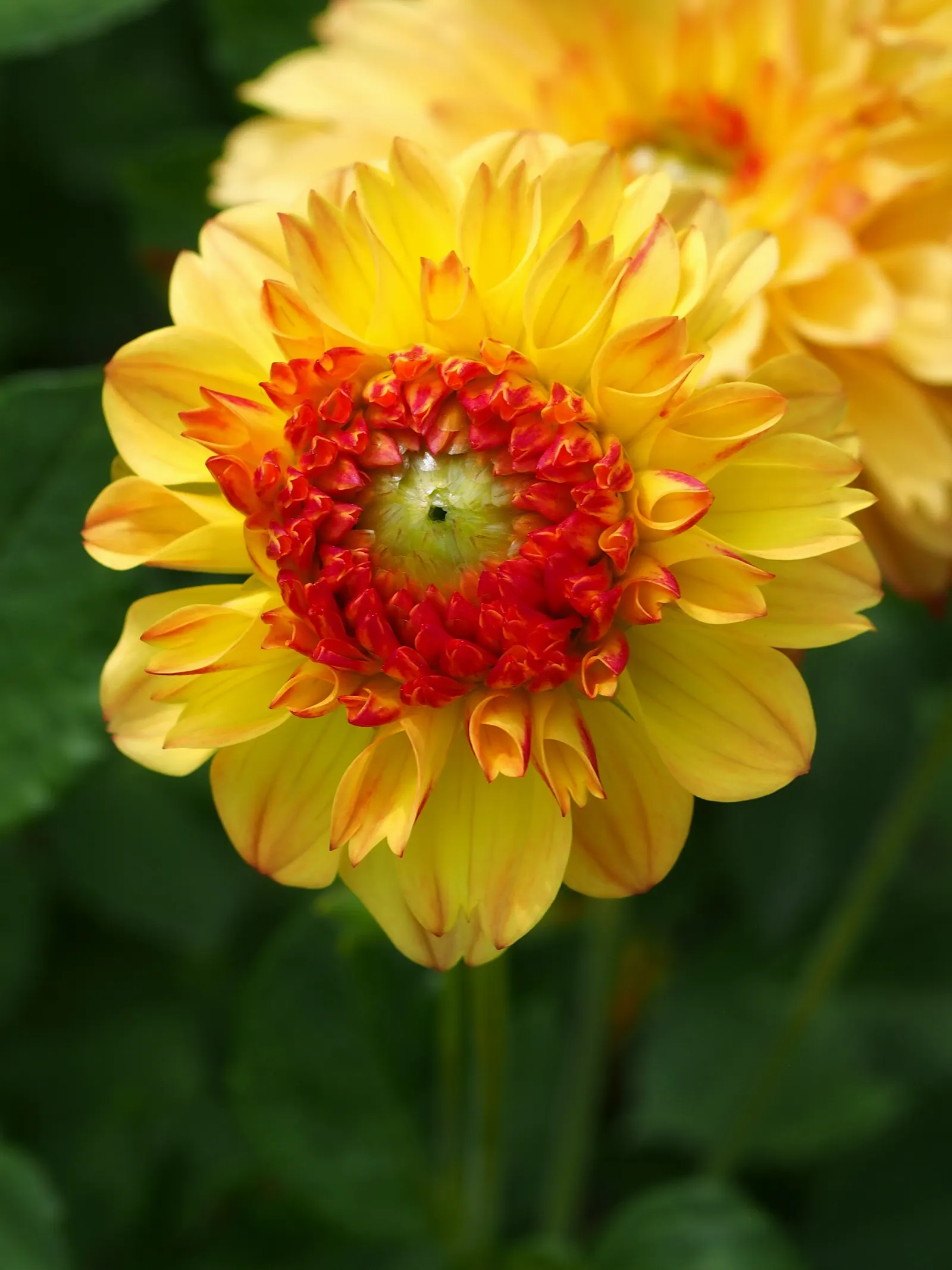 Dahlia (Dahlia 'Kelvin Floodlight') — This cultivar is generally hardy in USDA Hardiness Zones 8-11; necessitating ample space within landscape, image 62