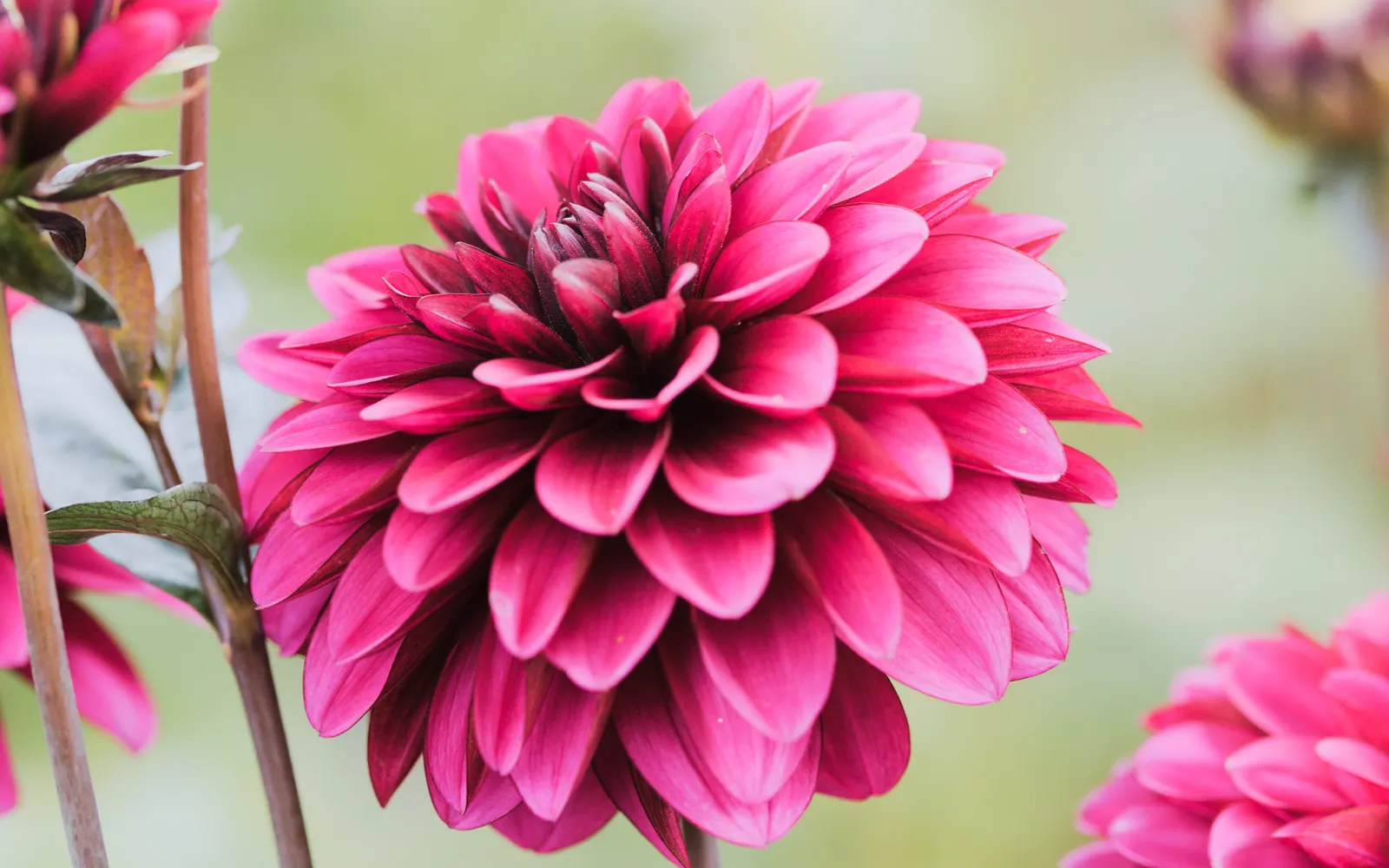 Dahlia (Dahlia 'Kelvin Floodlight') — yellow flowers in the garden; it stands tall at about 36-48 inches with a spread of up to 24 inches