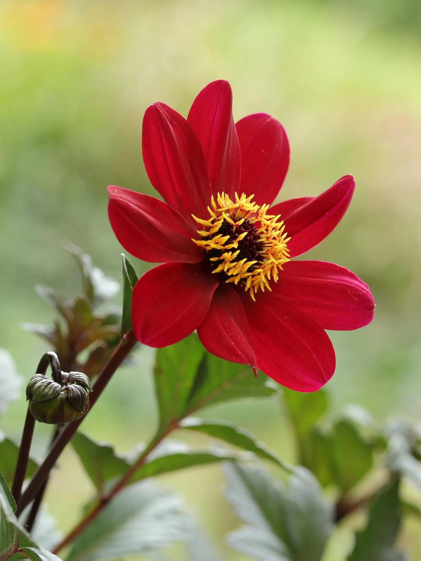 Dahlia (Dahlia 'Kelvin Floodlight') — bulb with yellow blooms; the plant can reach a height of 36 to 48 inches with a spread of about 24 to 36, image 109