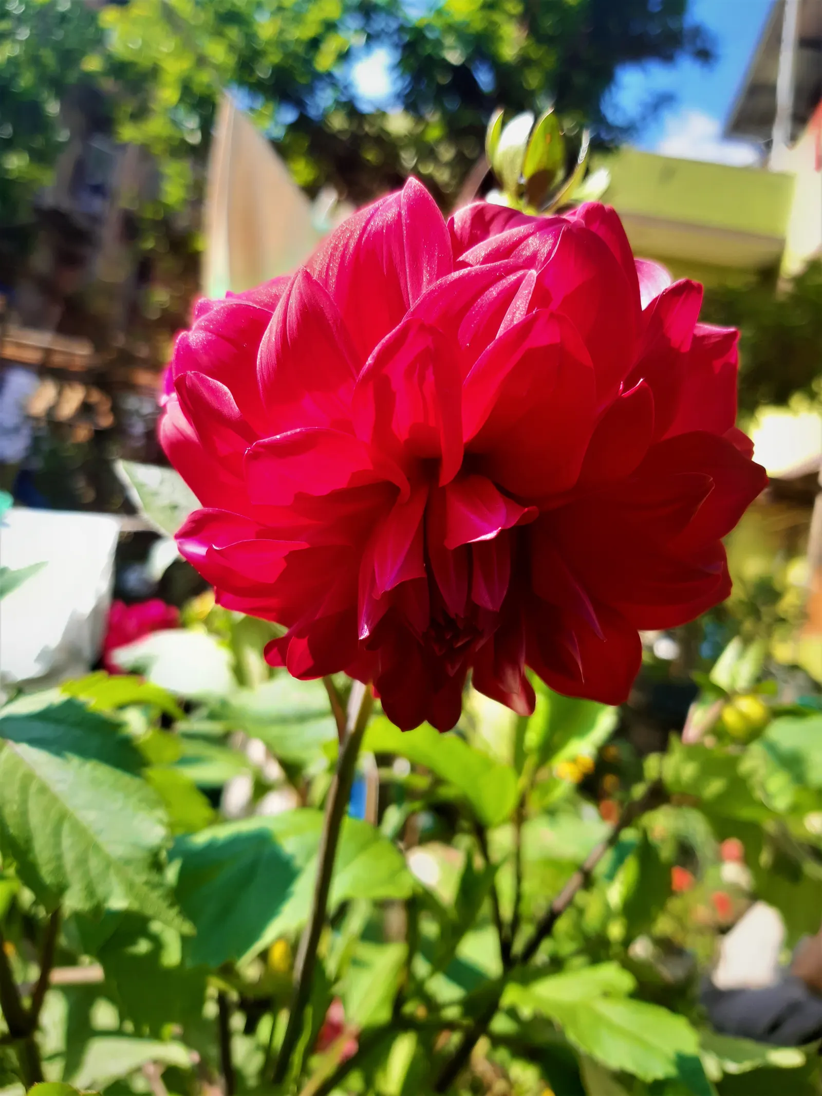 Dahlia (Dahlia 'Kelvin Floodlight') — necessitating ample space within landscape design to accommodate its robust growth