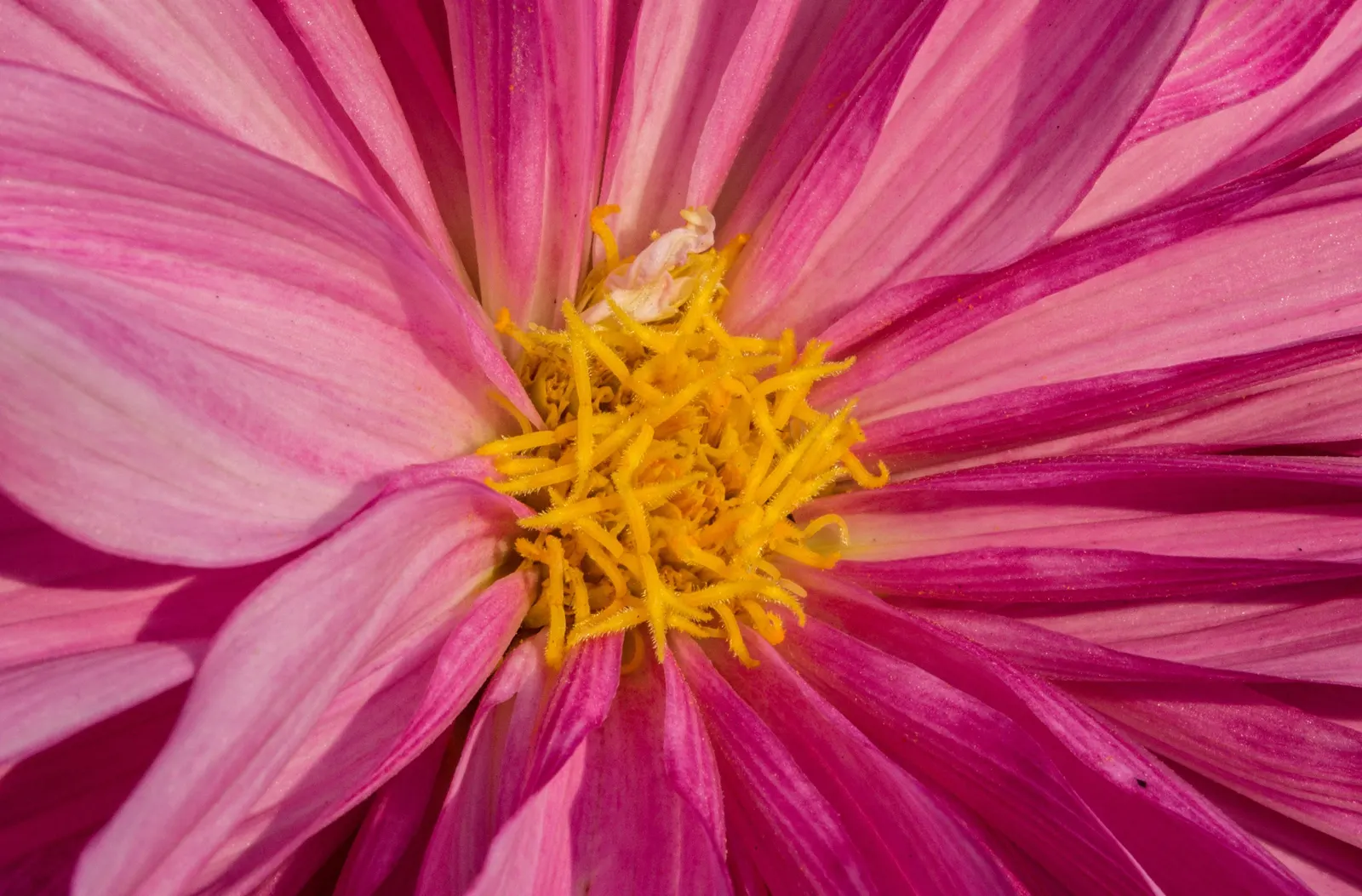 Dahlia (Dahlia 'Kelvin Floodlight') — This cultivar is generally hardy in USDA Hardiness Zones 8-11; necessitating ample space within landscape, image 84