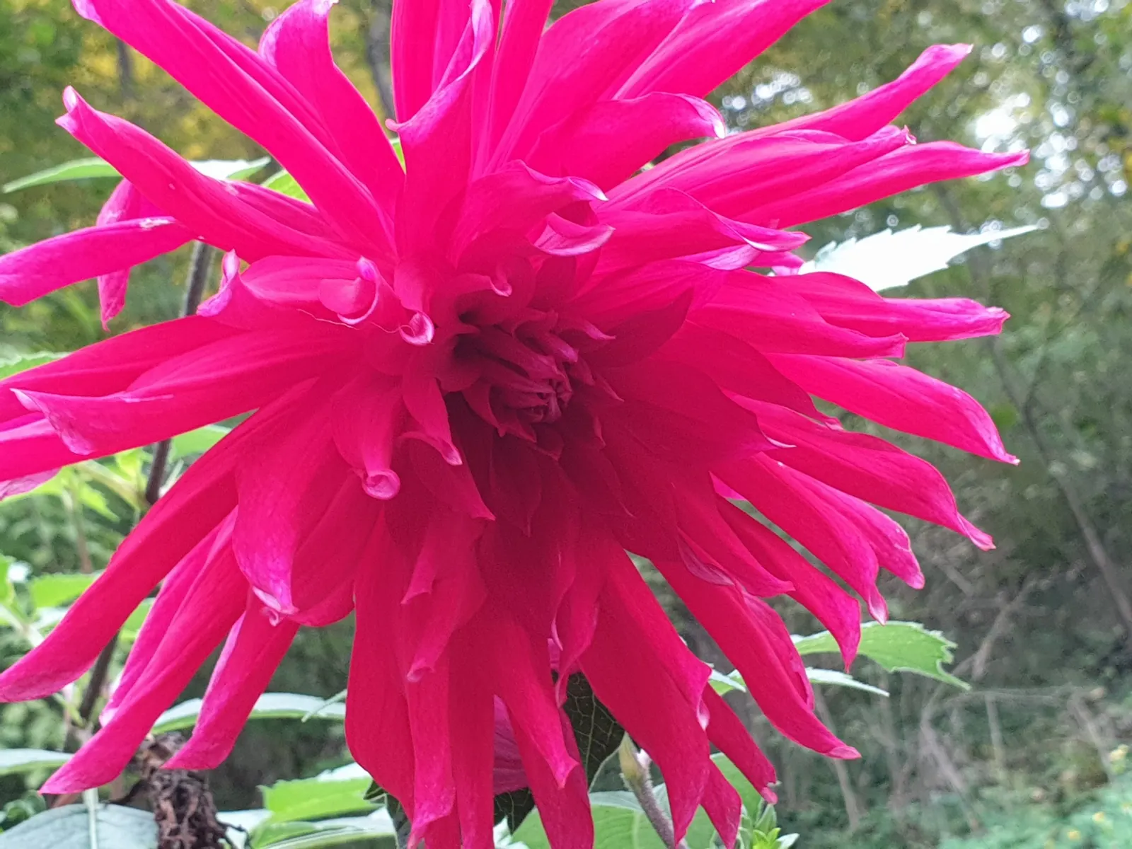 Dahlia (Dahlia 'Kelvin Floodlight') — to maintain its lush appearance.<br><br>Sturdy stakes might be necessary to support its tall stems; bulb with, image 60