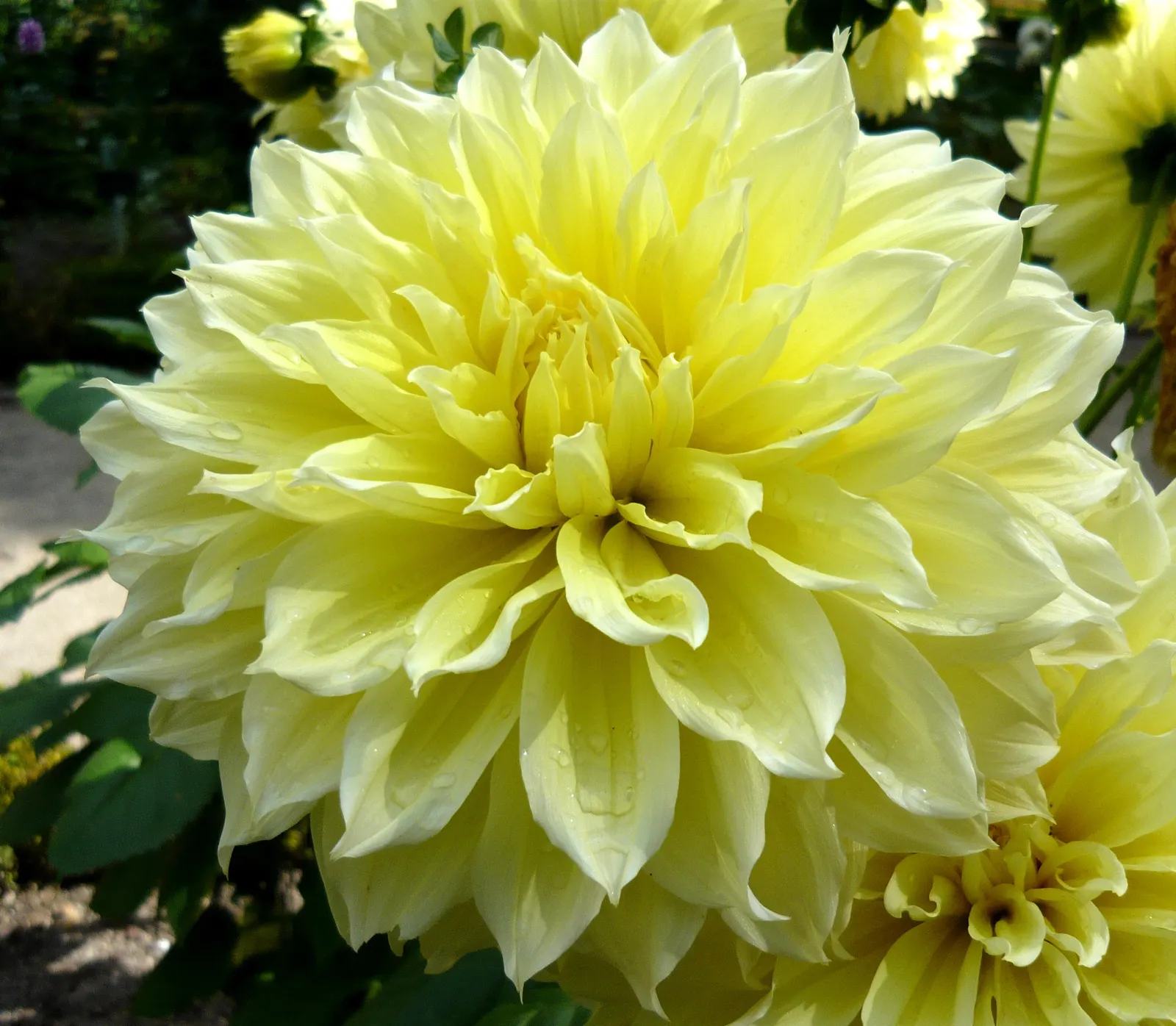 Dahlia (Dahlia 'Kelvin Floodlight') — ensuring that any garden space will captivate with its cheerful yellow hues; yellow flowers in the garden, image 85