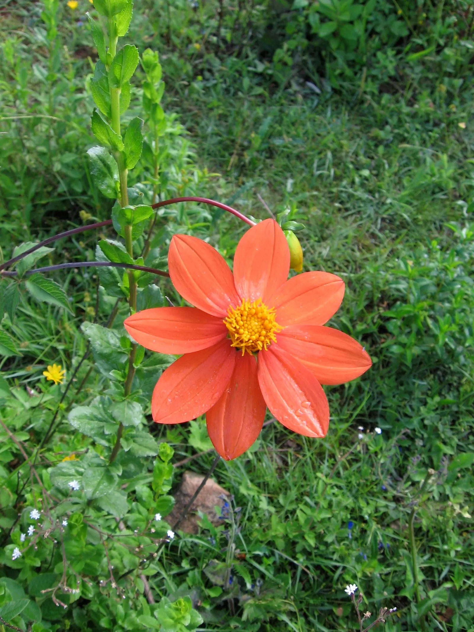 Dahlia (Dahlia 'Kelvin Floodlight') — This cultivar is generally hardy in USDA Hardiness Zones 8-11