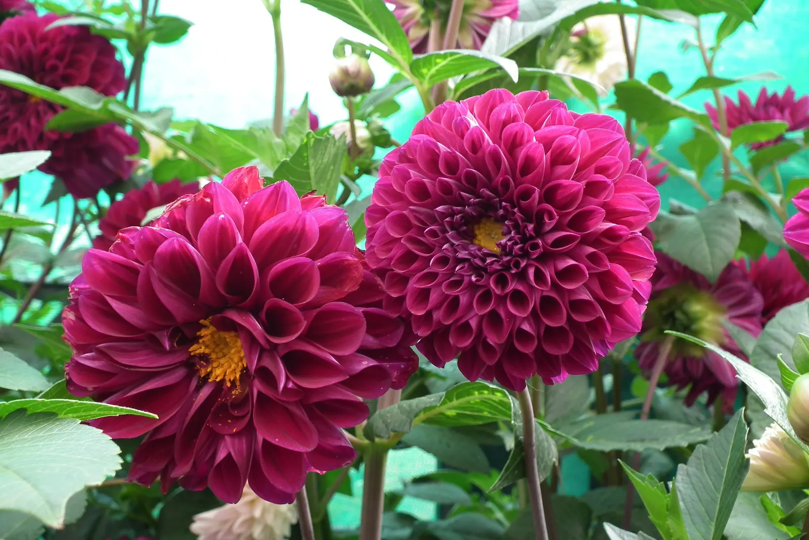Dahlia (Dahlia 'Kelvin Floodlight') — to maintain its lush appearance.<br><br>Sturdy stakes might be necessary to support its tall stems; bulb with yellow