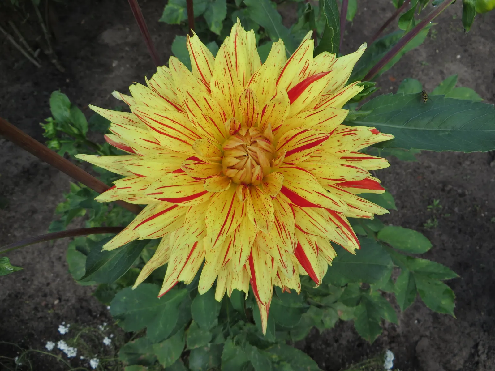 Dahlia (Dahlia 'Kelvin Floodlight') — Flowering from midsummer until the first frosts of fall; dahlia 'Kelvin Floodlight' is renowned for its, image 98