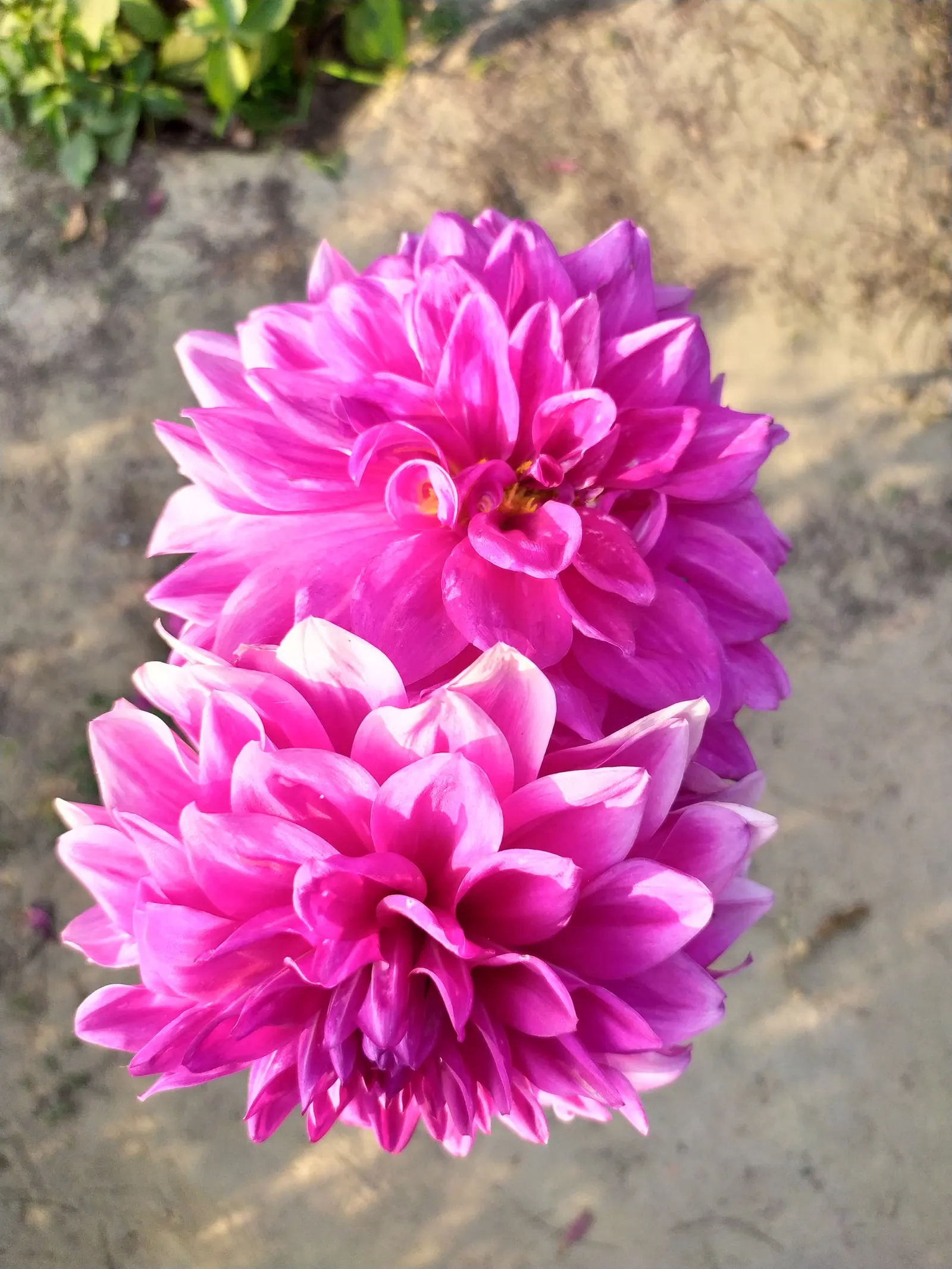 Dahlia (Dahlia 'Kelvin Floodlight') — The plant can reach a height of 36 to 48 inches with a spread of about 24 to 36 inches