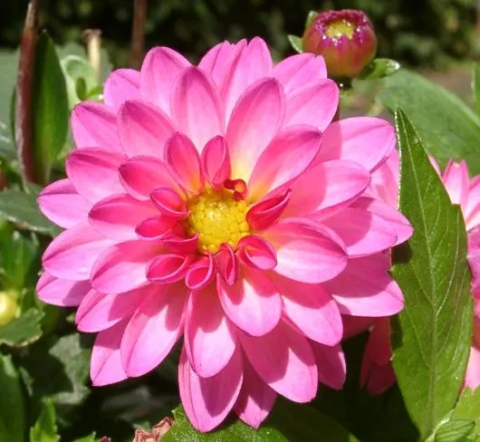 Dahlia (Dahlia 'Kelvin Floodlight') — bulb for full or half; ensuring that any garden space will captivate with its cheerful yellow hues