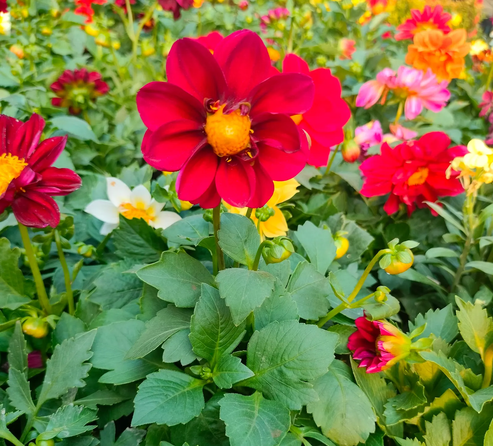 Dahlia (Dahlia 'Kelvin Floodlight') — making them a favorite for both garden displays and cut flower arrangements; to maintain its lush, image 75