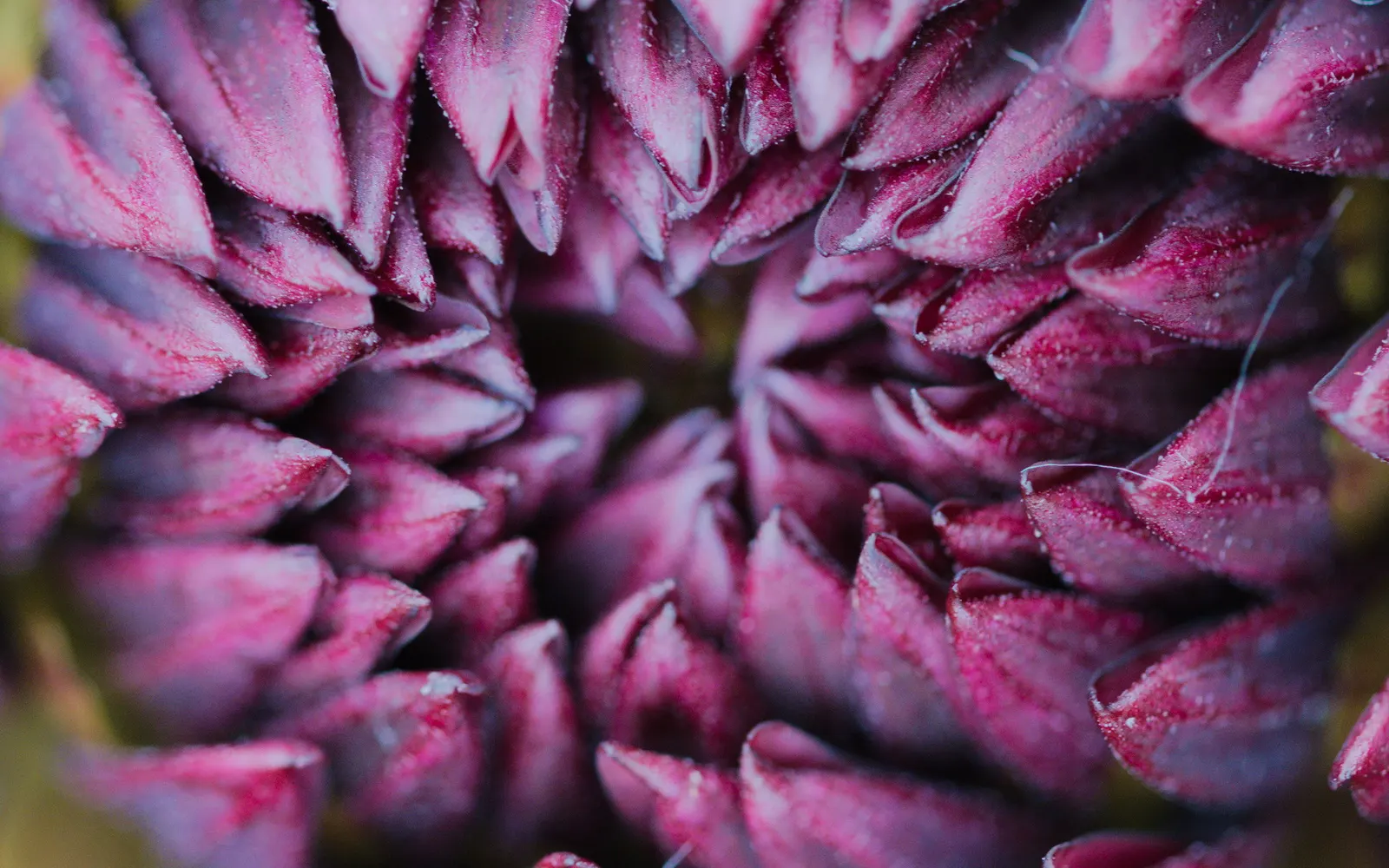 Dahlia (Dahlia 'Kelvin Floodlight') — bulb with yellow blooms; the plant can reach a height of 36 to 48 inches with a spread of about 24 to 36, image 65