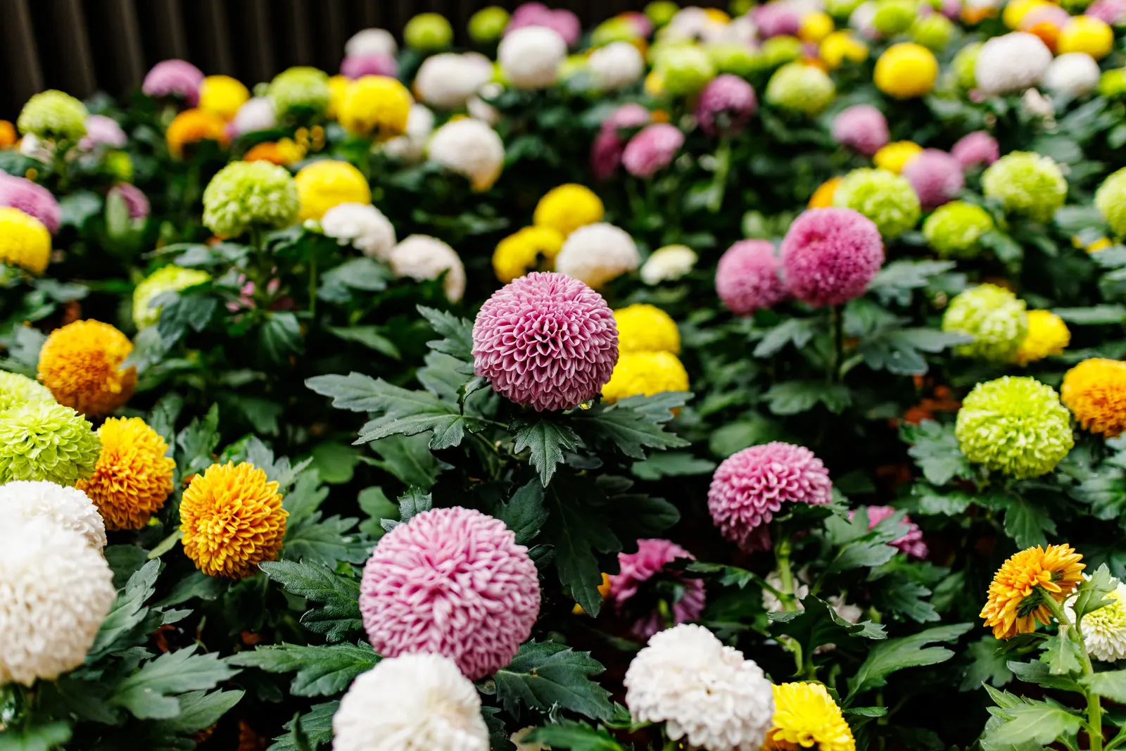 Dahlia (Dahlia 'Kelvin Floodlight') — The blooms exhibit a classic dinner-plate form; making them a favorite for both garden displays and cut flower, image 74