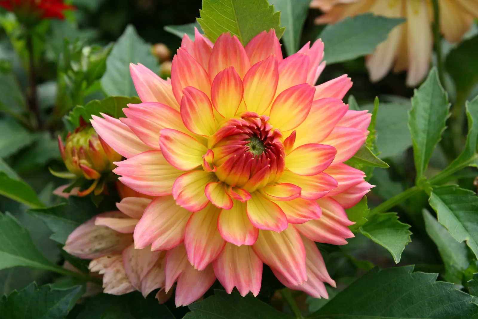 Dahlia (Dahlia 'Kelvin Floodlight') — Flowering from midsummer until the first frosts of fall; dahlia 'Kelvin Floodlight' is renowned for its, image 120