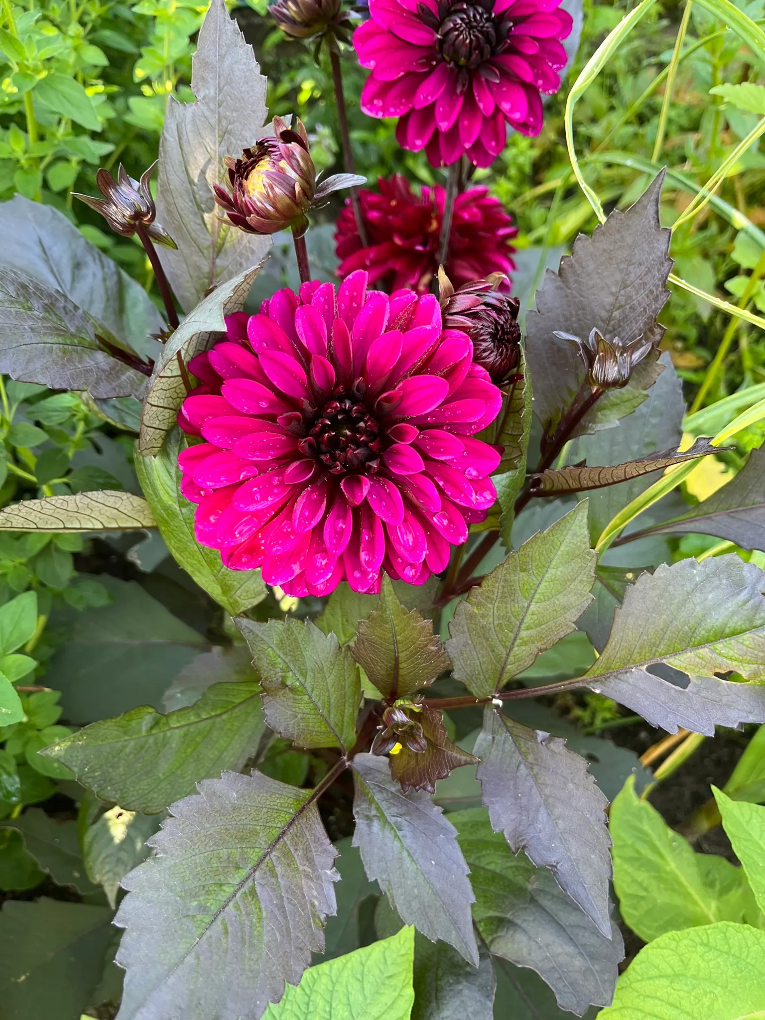 Dahlia (Dahlia 'Kelvin Floodlight') — The blooms exhibit a classic dinner-plate form; making them a favorite for both garden displays and cut flower, image 96