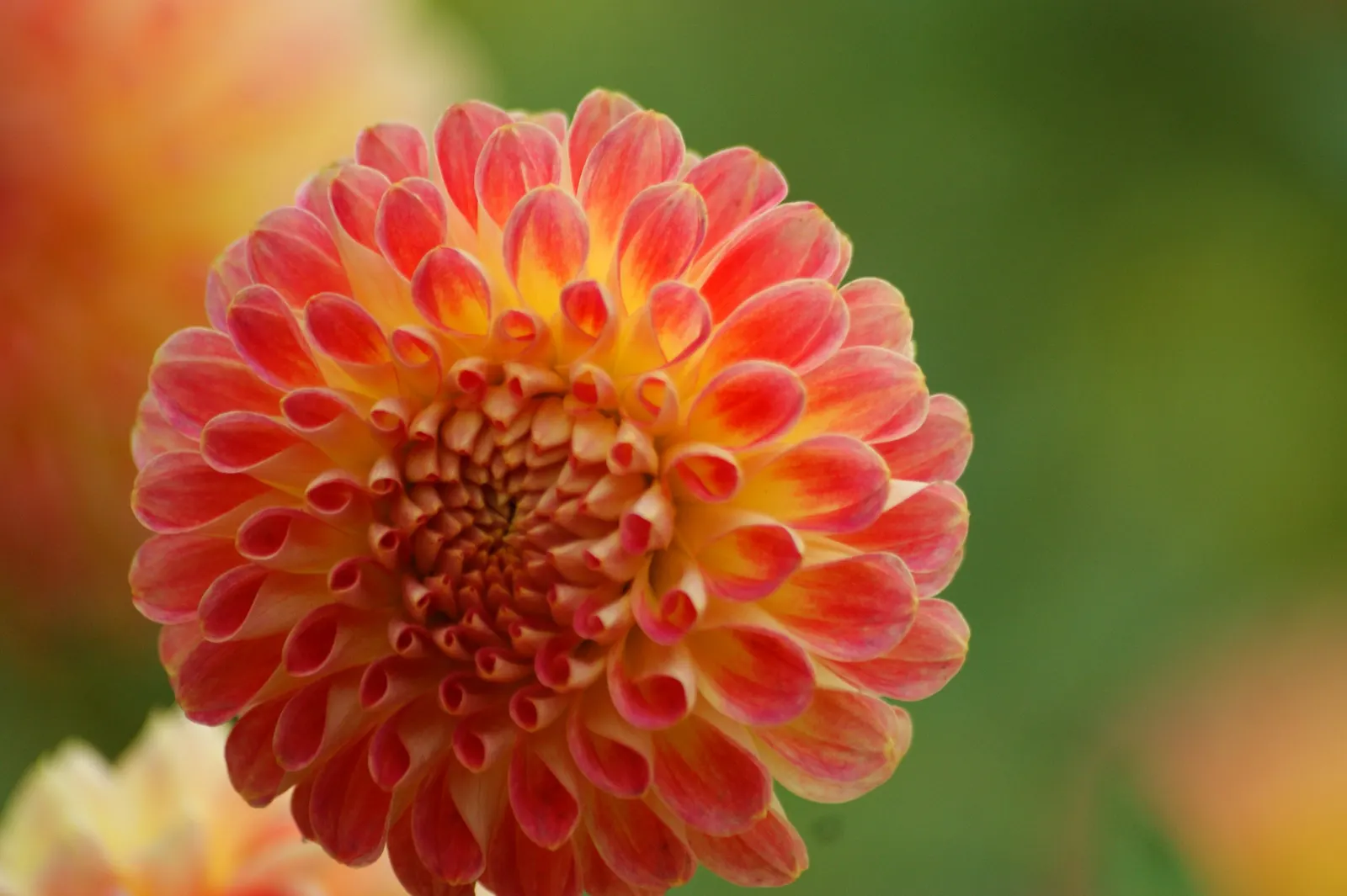 Dahlia (Dahlia 'Kelvin Floodlight') — Well-draining soil and regular watering will ensure a vibrant display from late summer to first frost