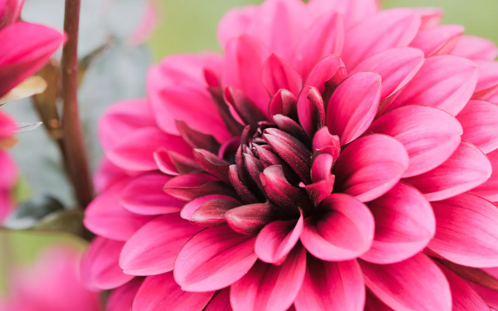 Dahlia (Dahlia 'Kelvin Floodlight') — particularly when laden with large blossoms