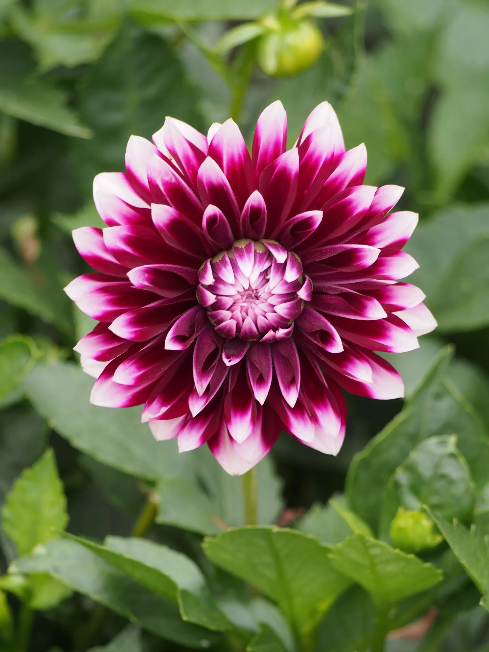 Dahlia (Dahlia 'Kelvin Floodlight') — bulb with yellow blooms; the plant can reach a height of 36 to 48 inches with a spread of about 24 to 36, image 87