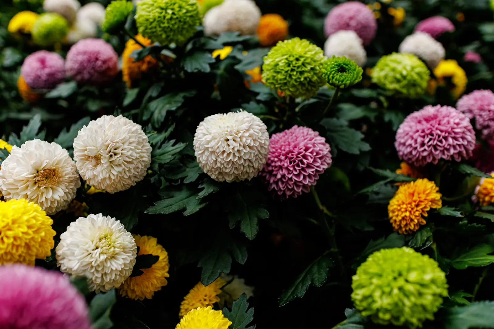 Dahlia (Dahlia 'Kelvin Floodlight') — The blooms exhibit a classic dinner-plate form; making them a favorite for both garden displays and cut flower, image 118