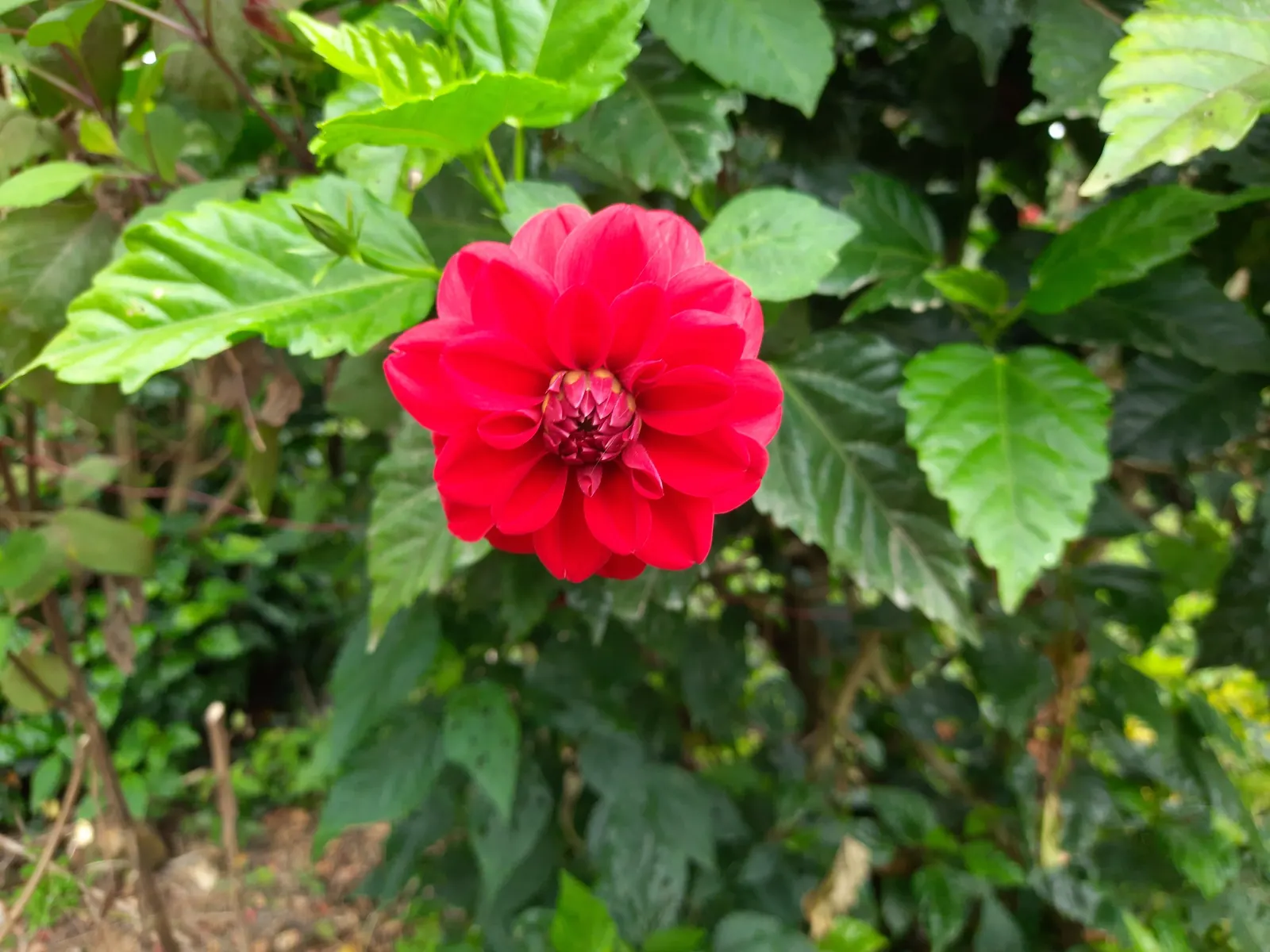 Dahlia (Dahlia 'Kelvin Floodlight') — especially during dry periods; it requires regular watering
