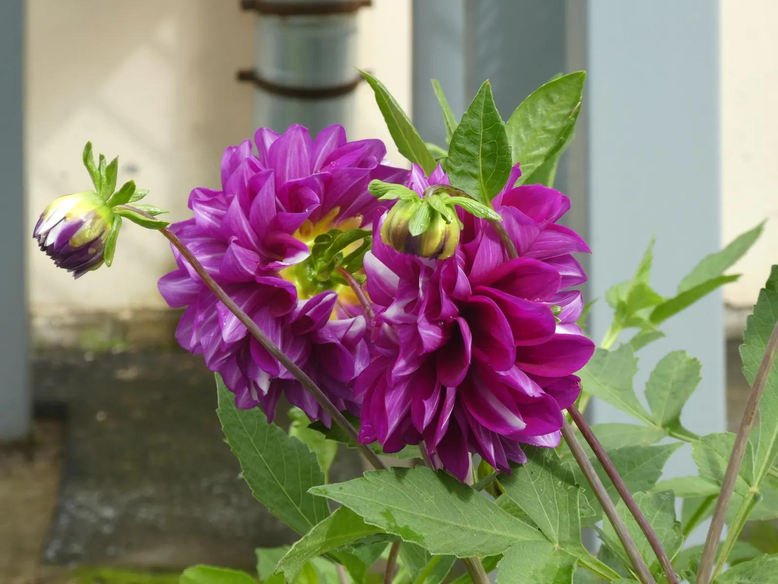 Dahlia (Dahlia 'Kelvin Floodlight') — necessitating ample space within landscape design to accommodate its robust growth; bulb for full or half, image 79