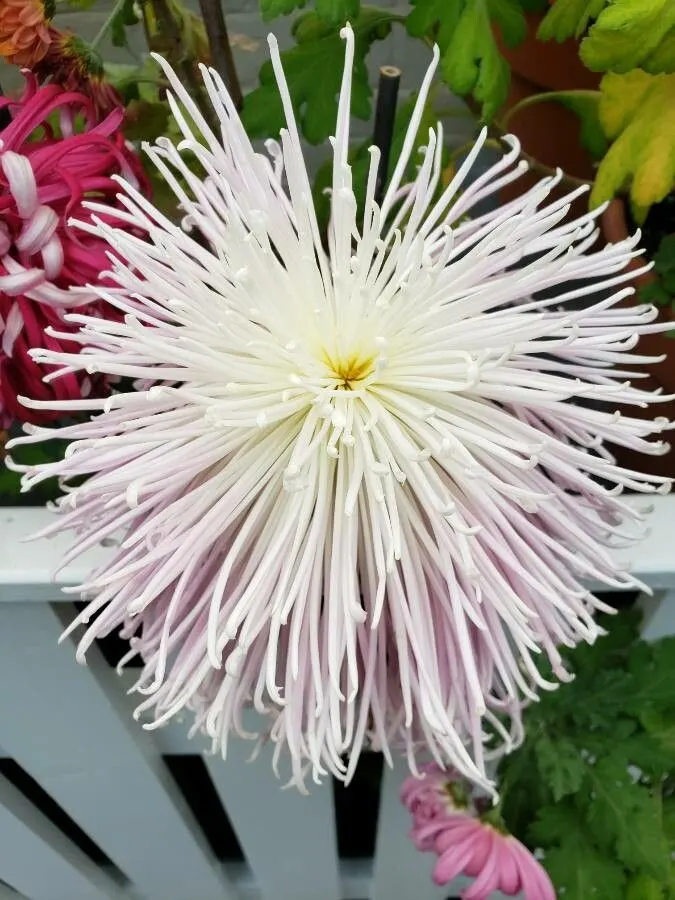 Dahlia (Dahlia 'Kelvin Floodlight') — Dahlia 'Kelvin Floodlight' is renowned for its enormous; ideal for borders or as a stunning focal point, image 45