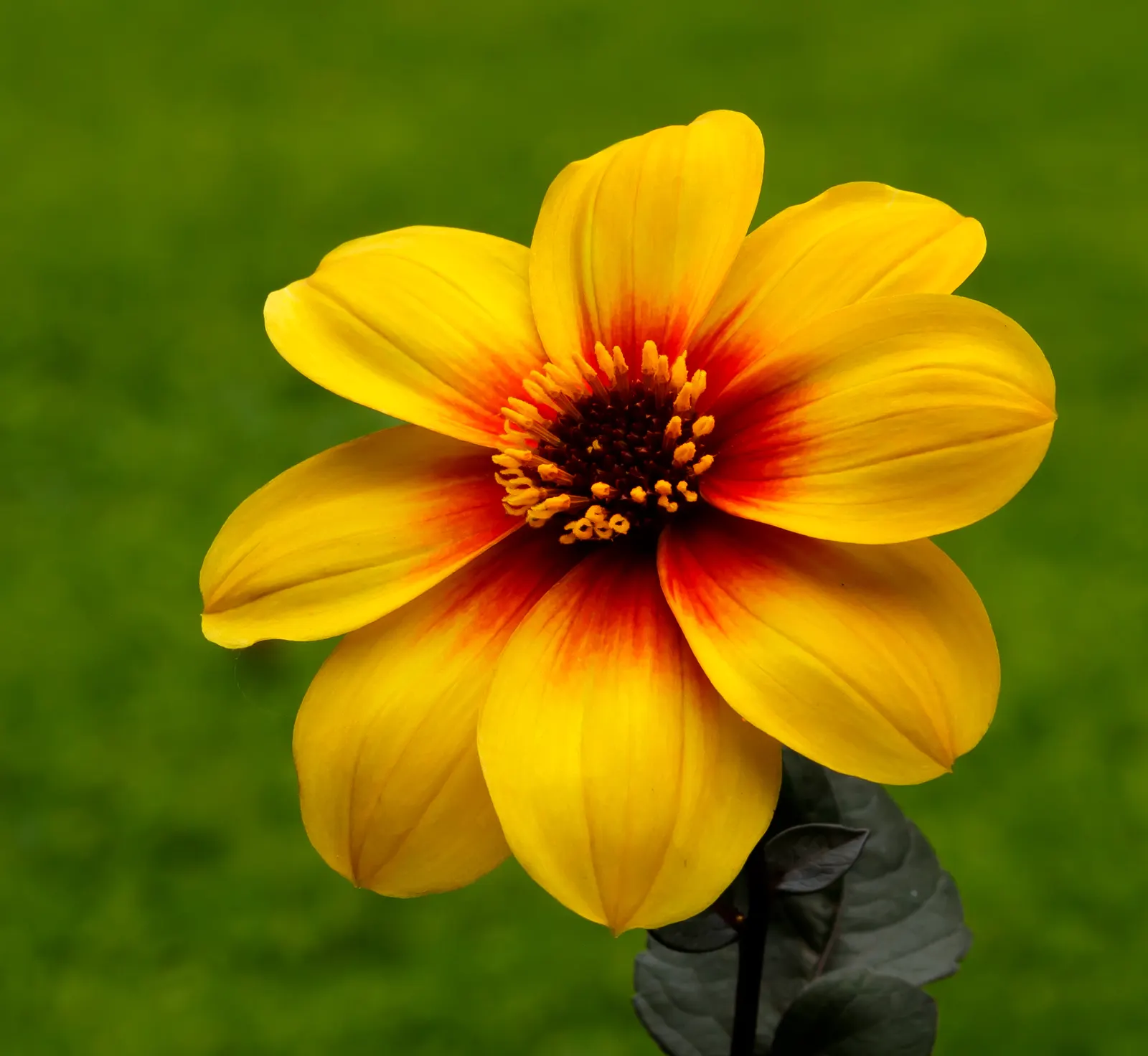 Dahlia (Dahlia 'Kelvin Floodlight') — reaching up to 10 inches in diameter; 'Kelvin Floodlight' thrives in well-drained soil
