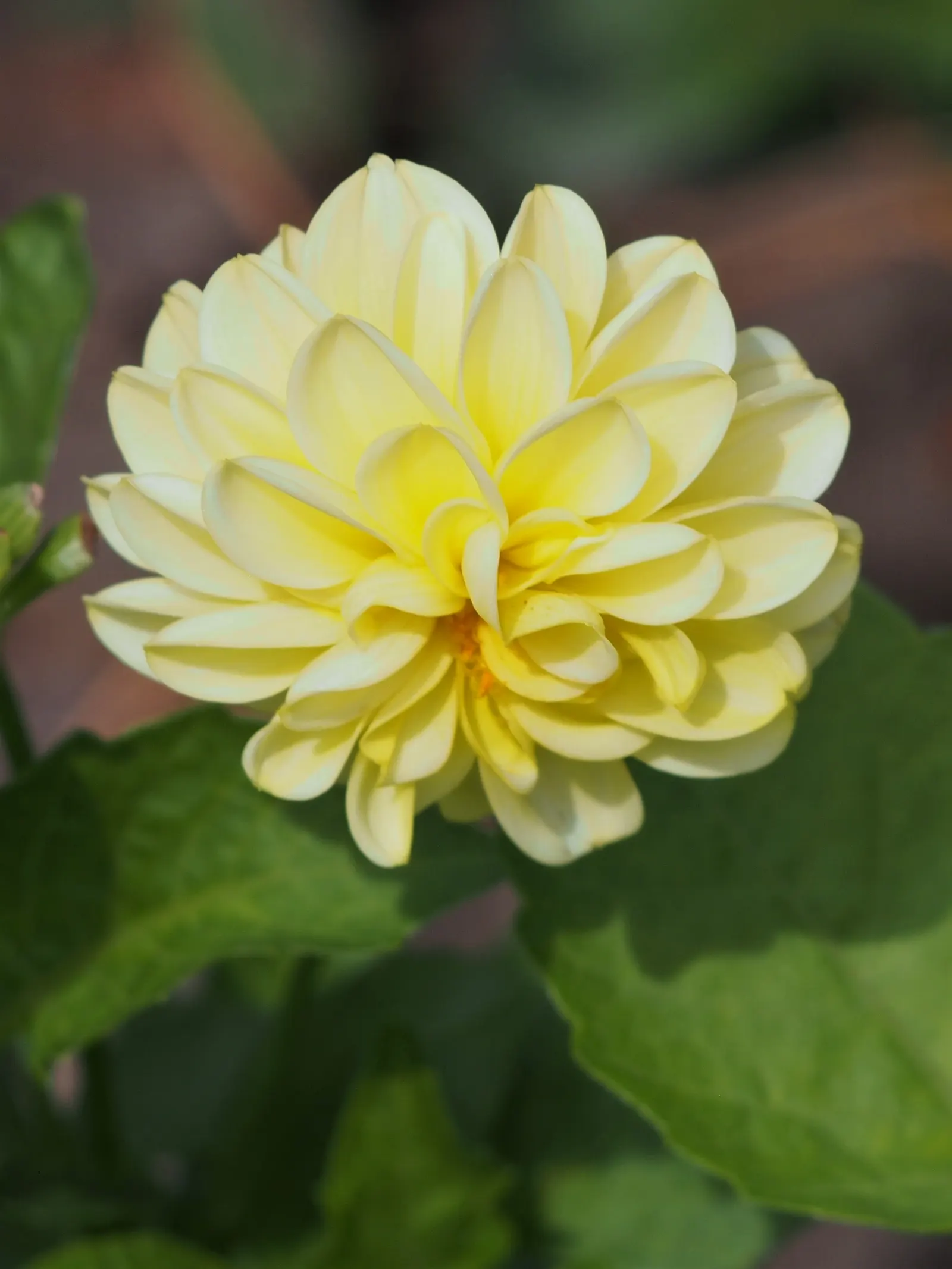 Dahlia (Dahlia 'Kelvin Floodlight') — Dahlia 'Kelvin Floodlight' is renowned for its enormous; ideal for borders or as a stunning focal point
