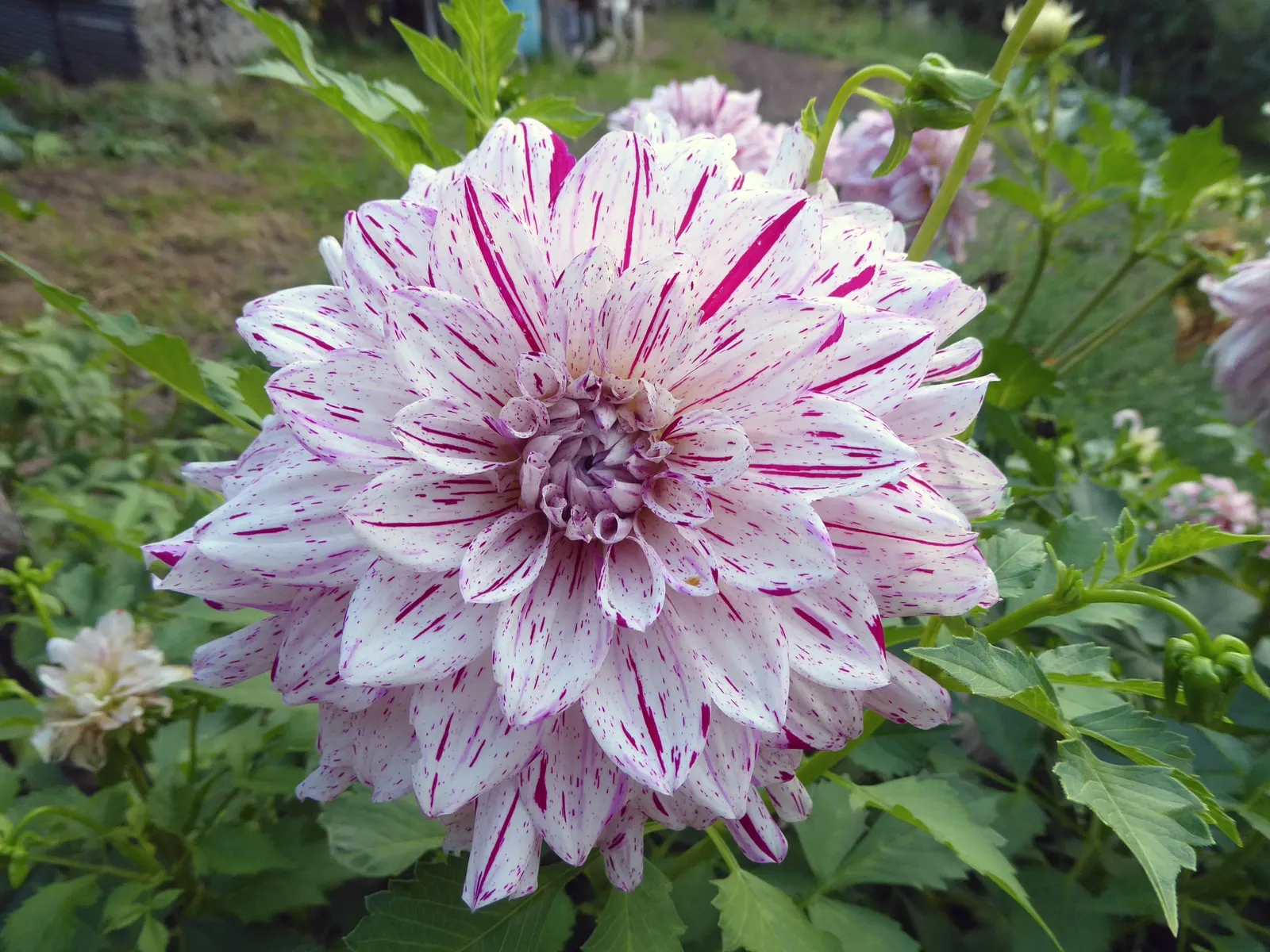 Dahlia (Dahlia 'Kelvin Floodlight') — to maintain its lush appearance.<br><br>Sturdy stakes might be necessary to support its tall stems; bulb with, image 82