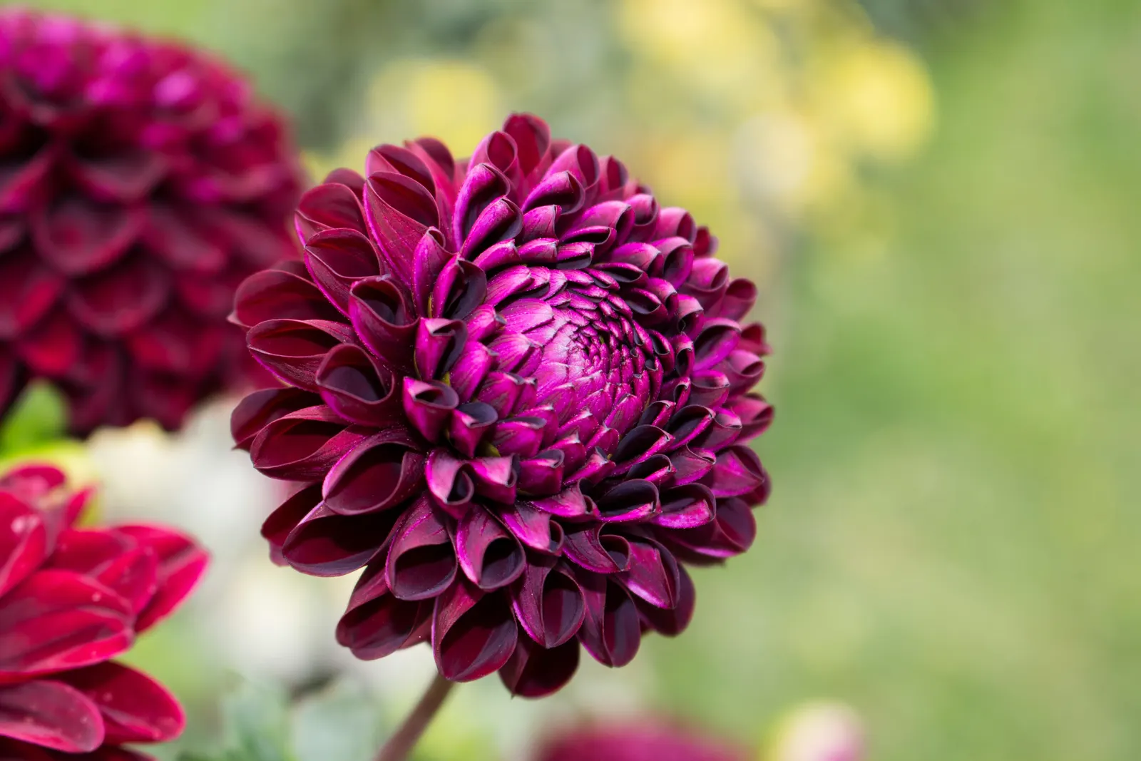 Dahlia (Dahlia 'Kelvin Floodlight') — to maintain its lush appearance.<br><br>Sturdy stakes might be necessary to support its tall stems; bulb with, image 104