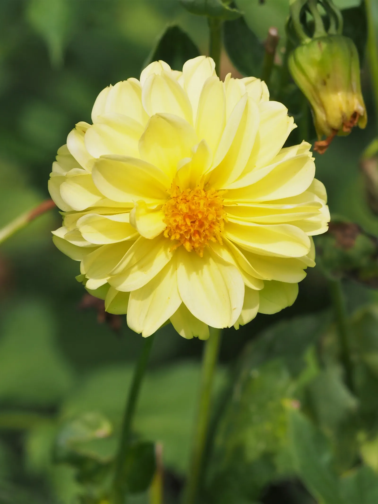 Dahlia (Dahlia 'Kelvin Floodlight') — The blooms exhibit a classic dinner-plate form; making them a favorite for both garden displays and cut flower, image 52