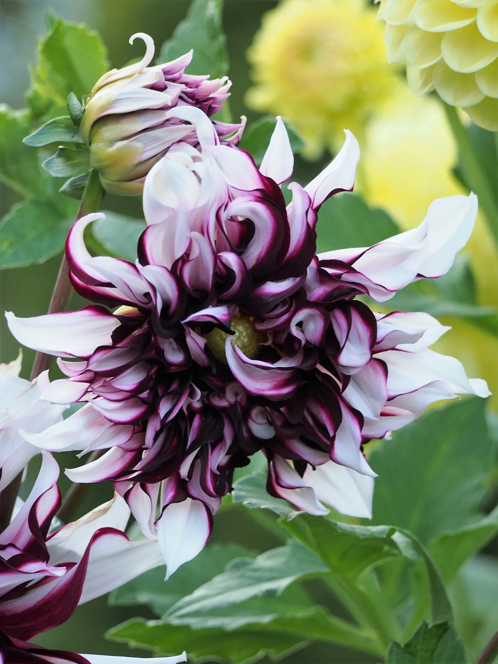 Dahlia (Dahlia 'Kelvin Floodlight') — making them a favorite for both garden displays and cut flower arrangements; to maintain its lush, image 97