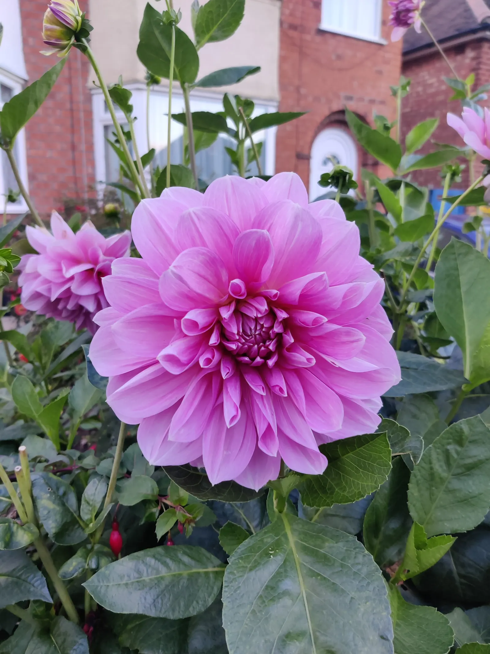 Dahlia (Dahlia 'Kelvin Floodlight') — making them a favorite for both garden displays and cut flower arrangements; to maintain its lush, image 53