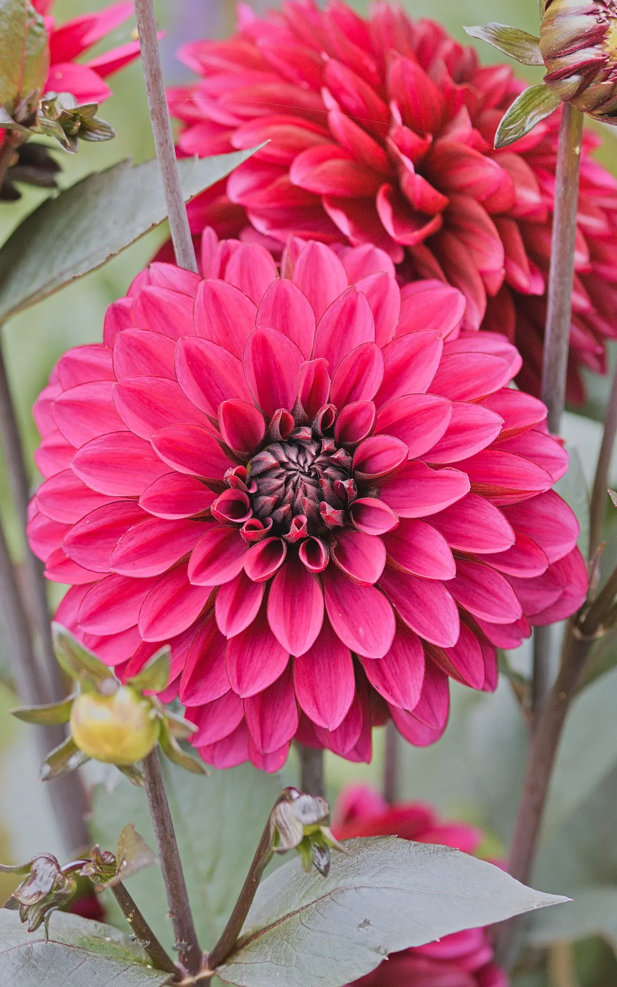 Dahlia (Dahlia 'Kelvin Floodlight') — Well-draining soil and regular watering will ensure a vibrant display from late summer to first frost; particularly when