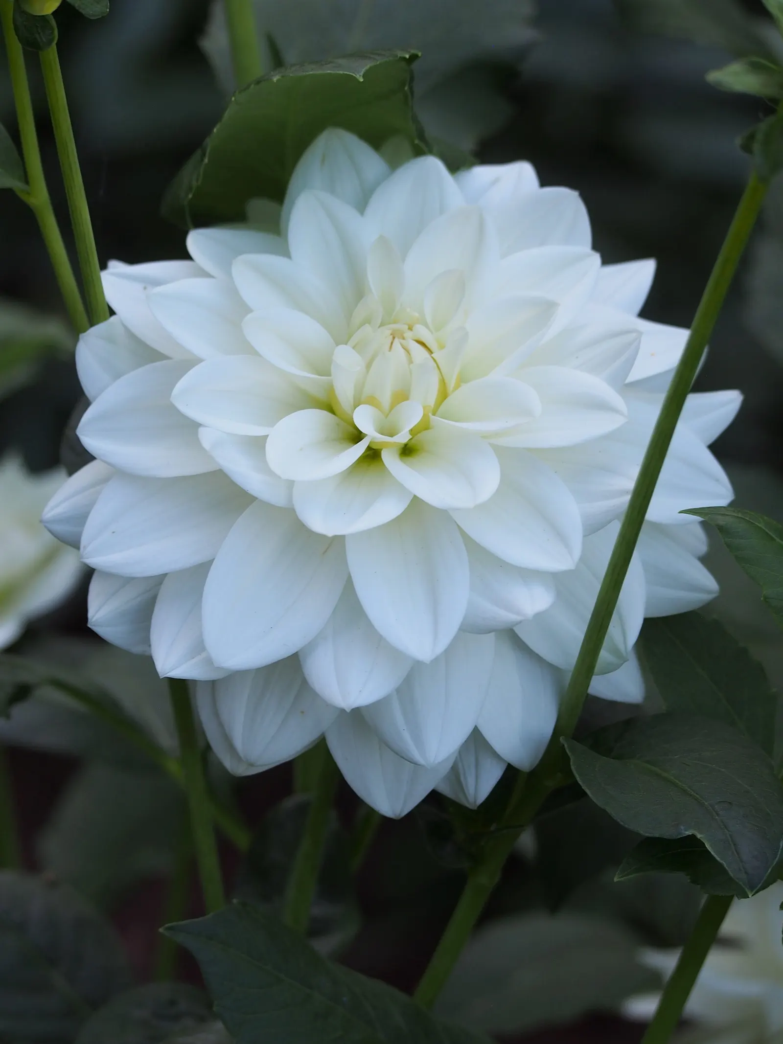 Dahlia (Dahlia 'Kelvin Floodlight') — ensuring that any garden space will captivate with its cheerful yellow hues; yellow flowers in the garden, image 63