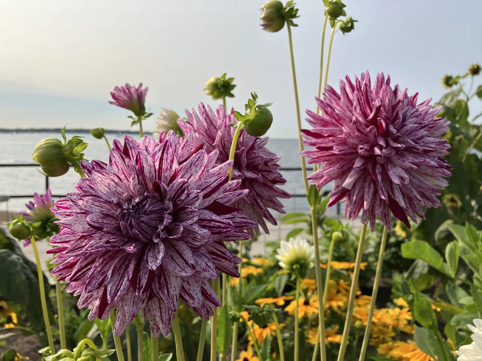 Dahlia (Dahlia 'Kelvin Floodlight') — 'Kelvin Floodlight' thrives in well-drained soil; the blooms exhibit a classic dinner-plate form, image 77