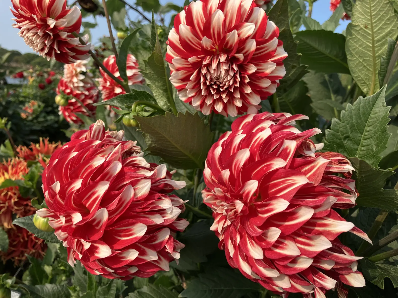 Dahlia (Dahlia 'Kelvin Floodlight') — 'Kelvin Floodlight' thrives in well-drained soil; the blooms exhibit a classic dinner-plate form