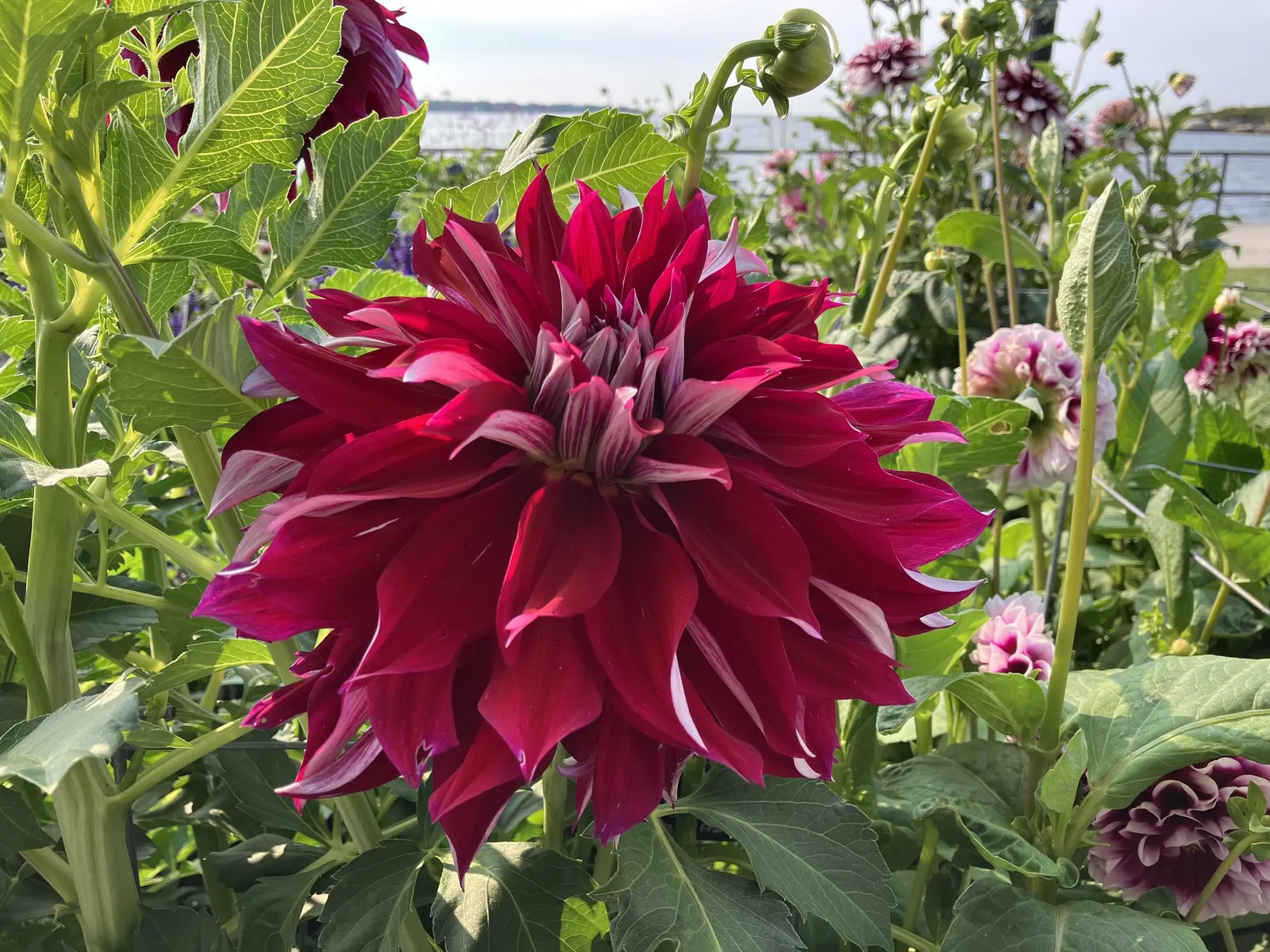 Dahlia (Dahlia 'Kelvin Floodlight') — it stands tall at about 36-48 inches with a spread of up to 24 inches; flowering from midsummer until the, image 115