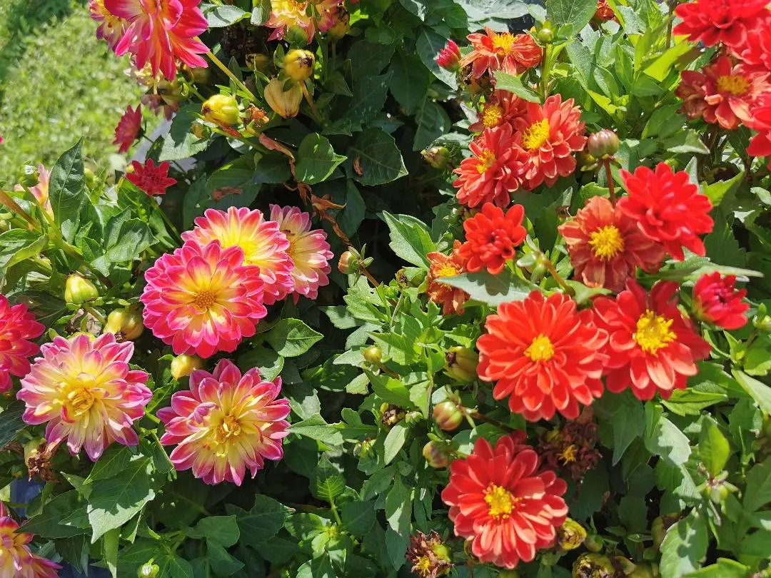 Dahlia (Dahlia 'Kelvin Floodlight') — Flowering from midsummer until the first frosts of fall; dahlia 'Kelvin Floodlight' is renowned for its, image 54