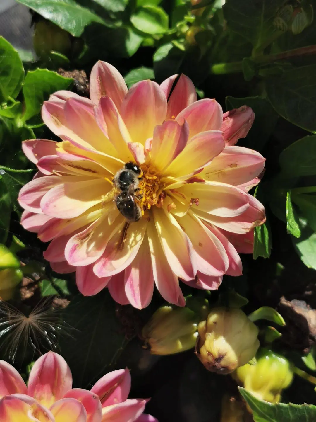 Dahlia (Dahlia 'Kelvin Floodlight') — particularly when laden with large blossoms; well-draining soil and regular watering will ensure a vibrant display from