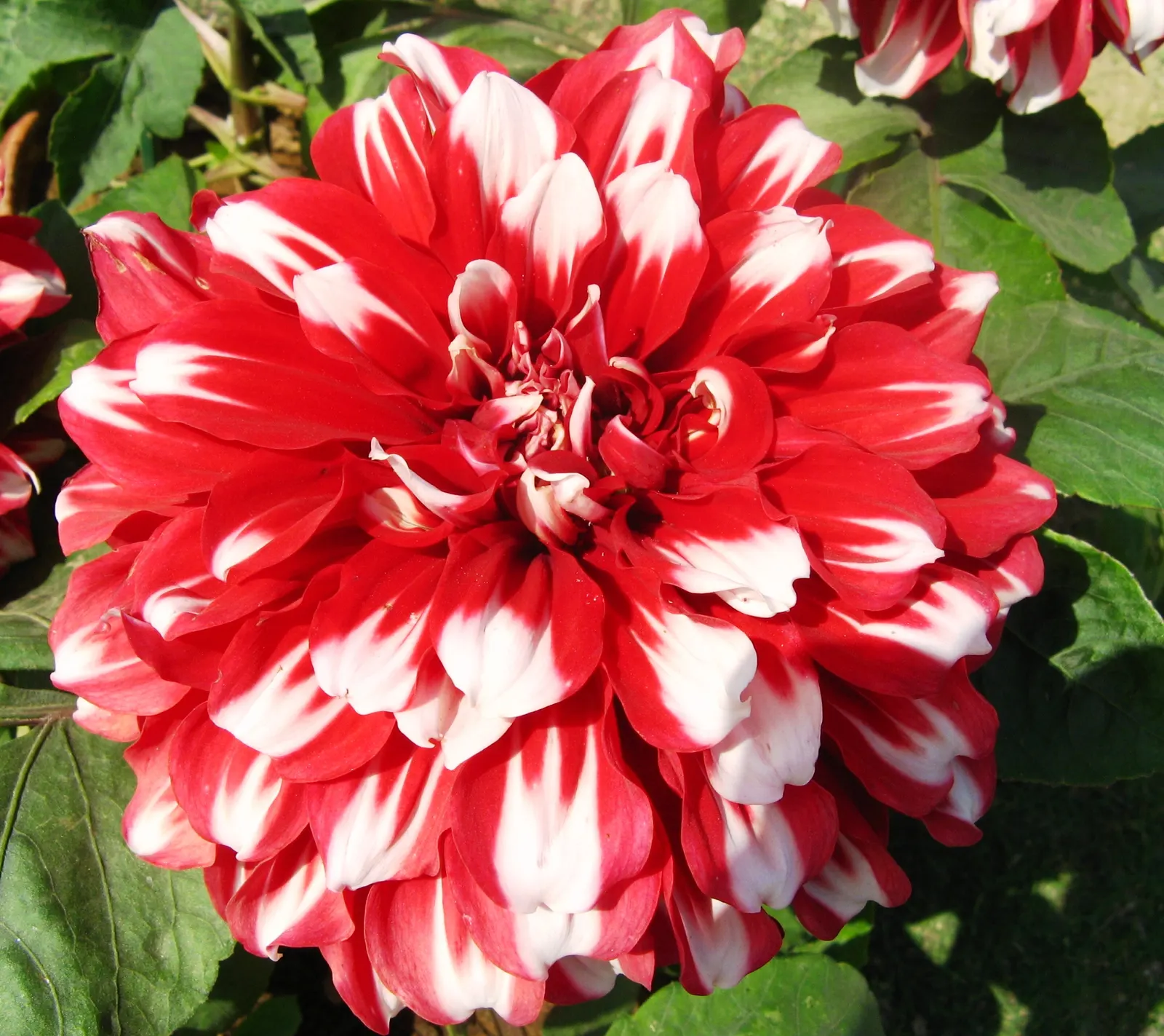 Dahlia (Dahlia 'Kelvin Floodlight') — particularly when laden with large blossoms; well-draining soil and regular watering will ensure a vibrant, image 105