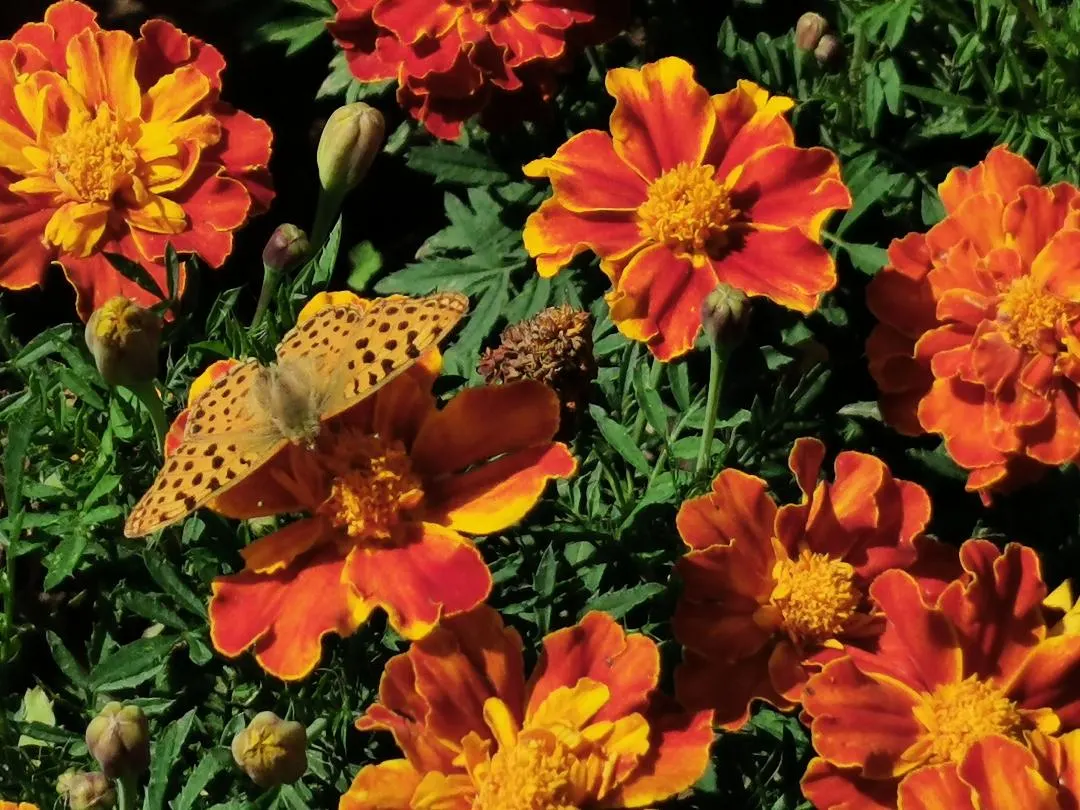 Dahlia (Dahlia 'Kelvin Floodlight') — it stands tall at about 36-48 inches with a spread of up to 24 inches; flowering from midsummer until the, image 71
