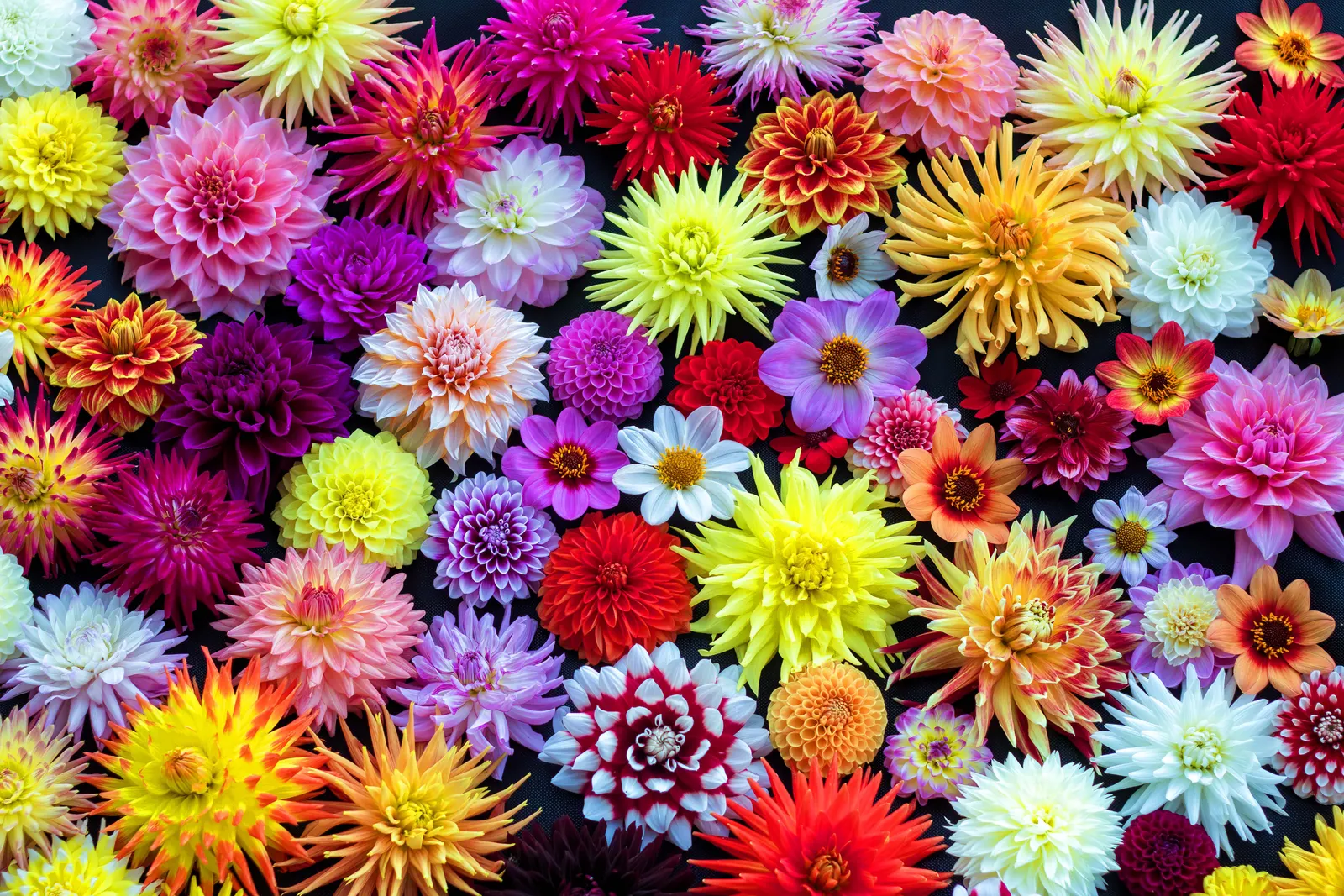 Dahlia (Dahlia 'Kelvin Floodlight') — bulb for full or half; ensuring that any garden space will captivate with its cheerful yellow hues, image 66
