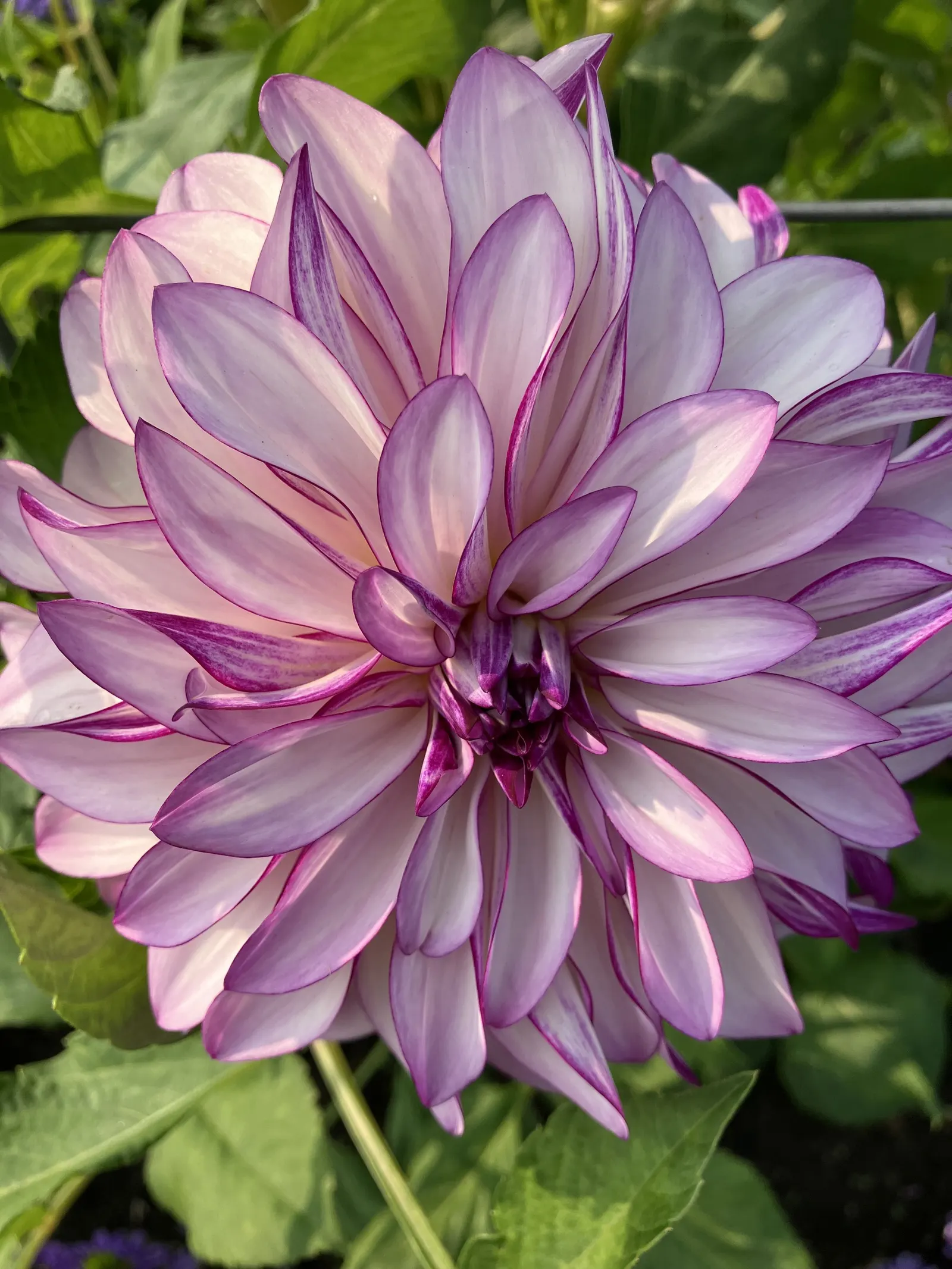 Dahlia (Dahlia 'Kelvin Floodlight') — Ideal for borders or as a stunning focal point; this herbaceous perennial thrives in USDA zones 8-11 and requires full