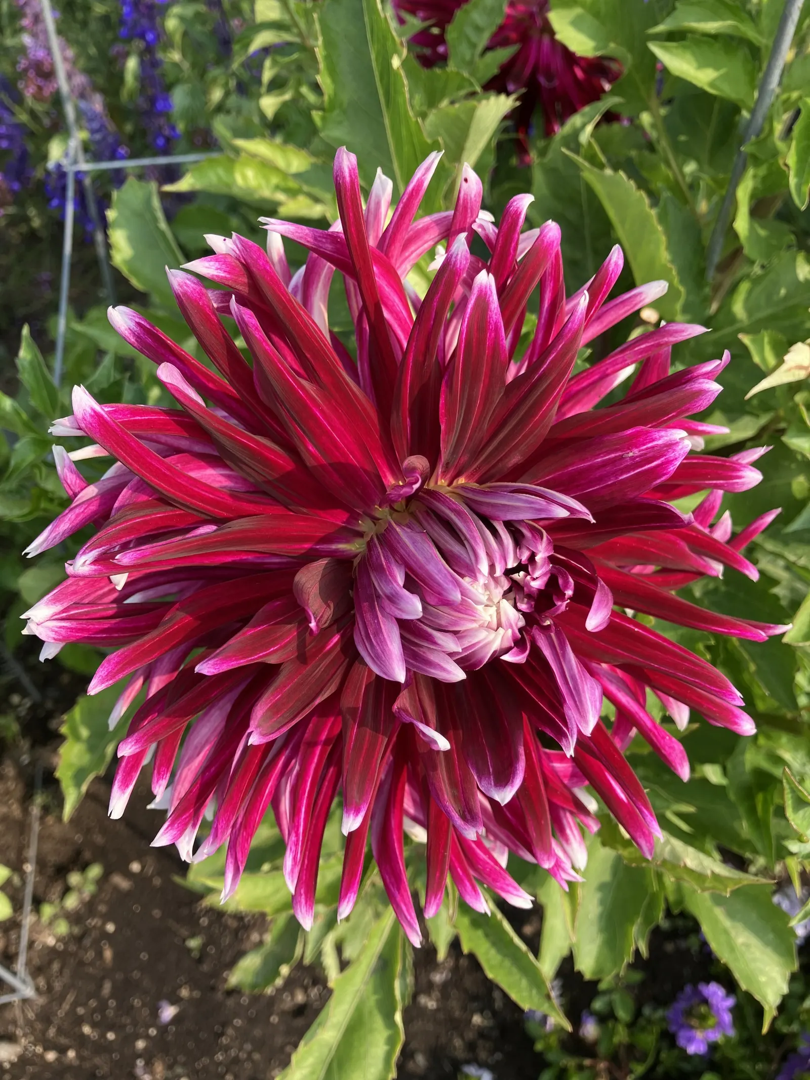 Dahlia (Dahlia 'Kelvin Floodlight') — ensuring that any garden space will captivate with its cheerful yellow hues