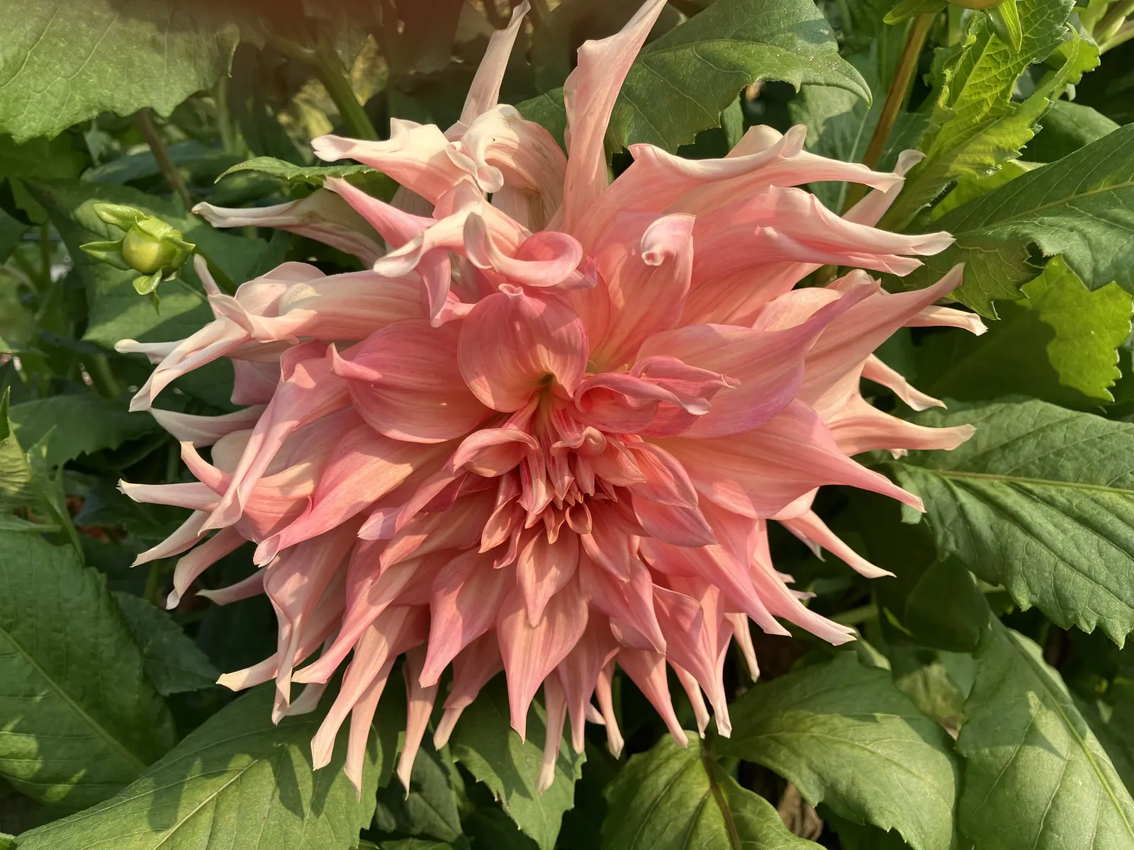 Dahlia (Dahlia 'Kelvin Floodlight') — The plant can reach a height of 36 to 48 inches with a spread of about 24 to 36 inches; especially during dry periods