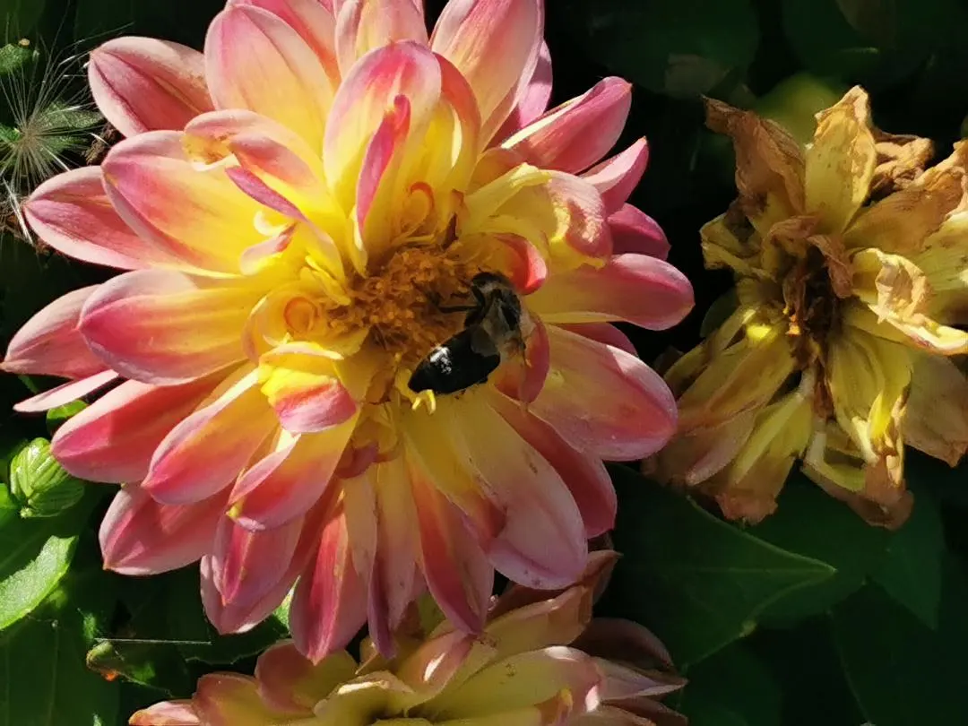 Dahlia (Dahlia 'Kelvin Floodlight') — bulb with yellow blooms