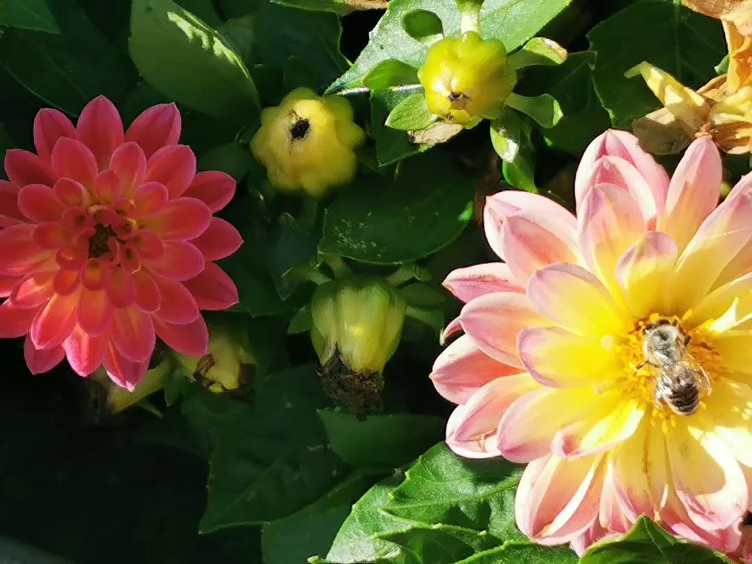Dahlia (Dahlia 'Kelvin Floodlight') — Well-draining soil and regular watering will ensure a vibrant display from late summer to first frost, image 72